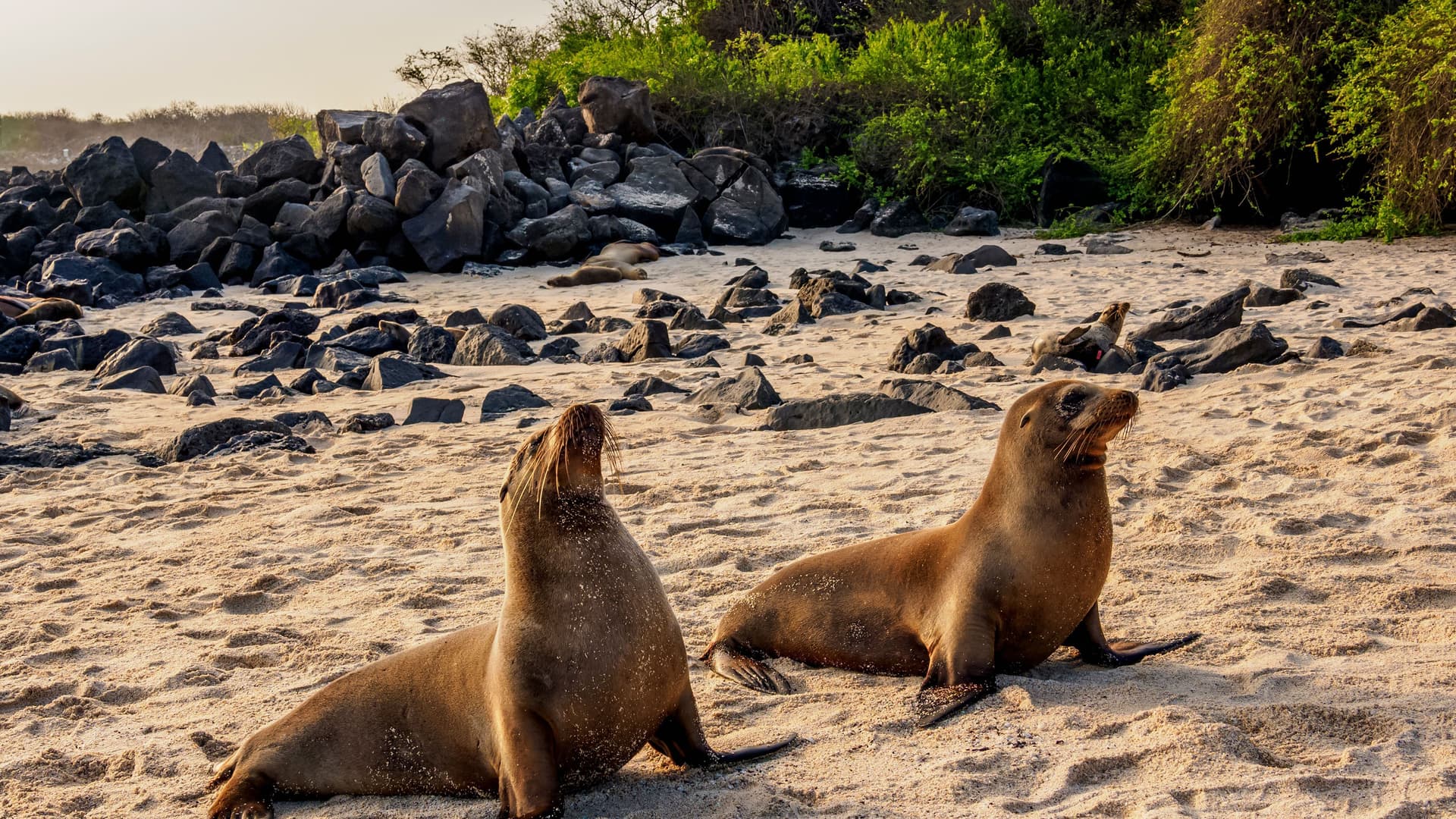 Two large Galapagos sea lions resting on a sandy beach, with other sea lions and volcanic rocks in the background under a warm sunset glow.