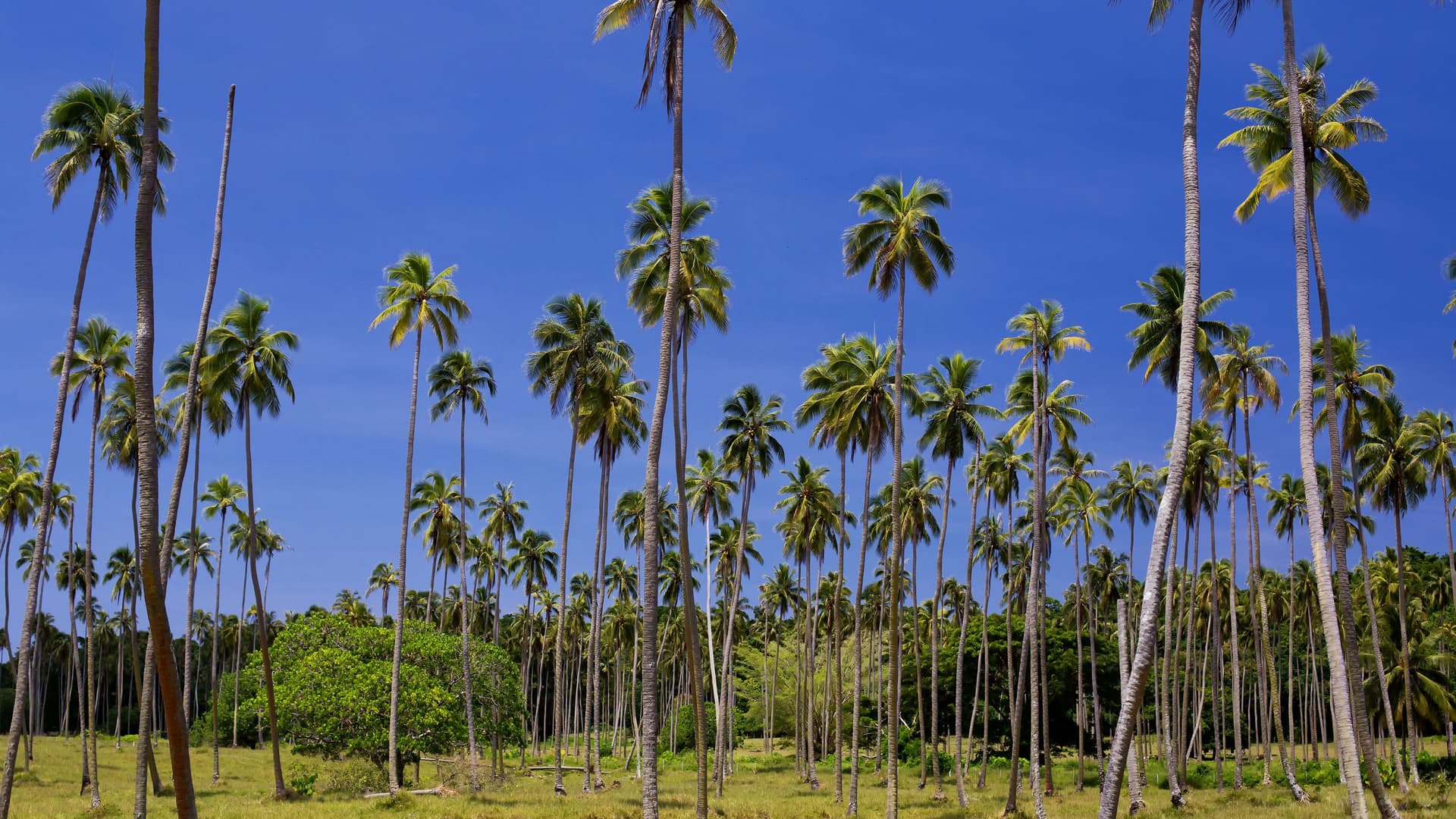 A vibrant image of tall palm trees swaying in a field of green grass, with a brilliant blue sky overhead, on a serene landscape near Luganville, Vanuatu.