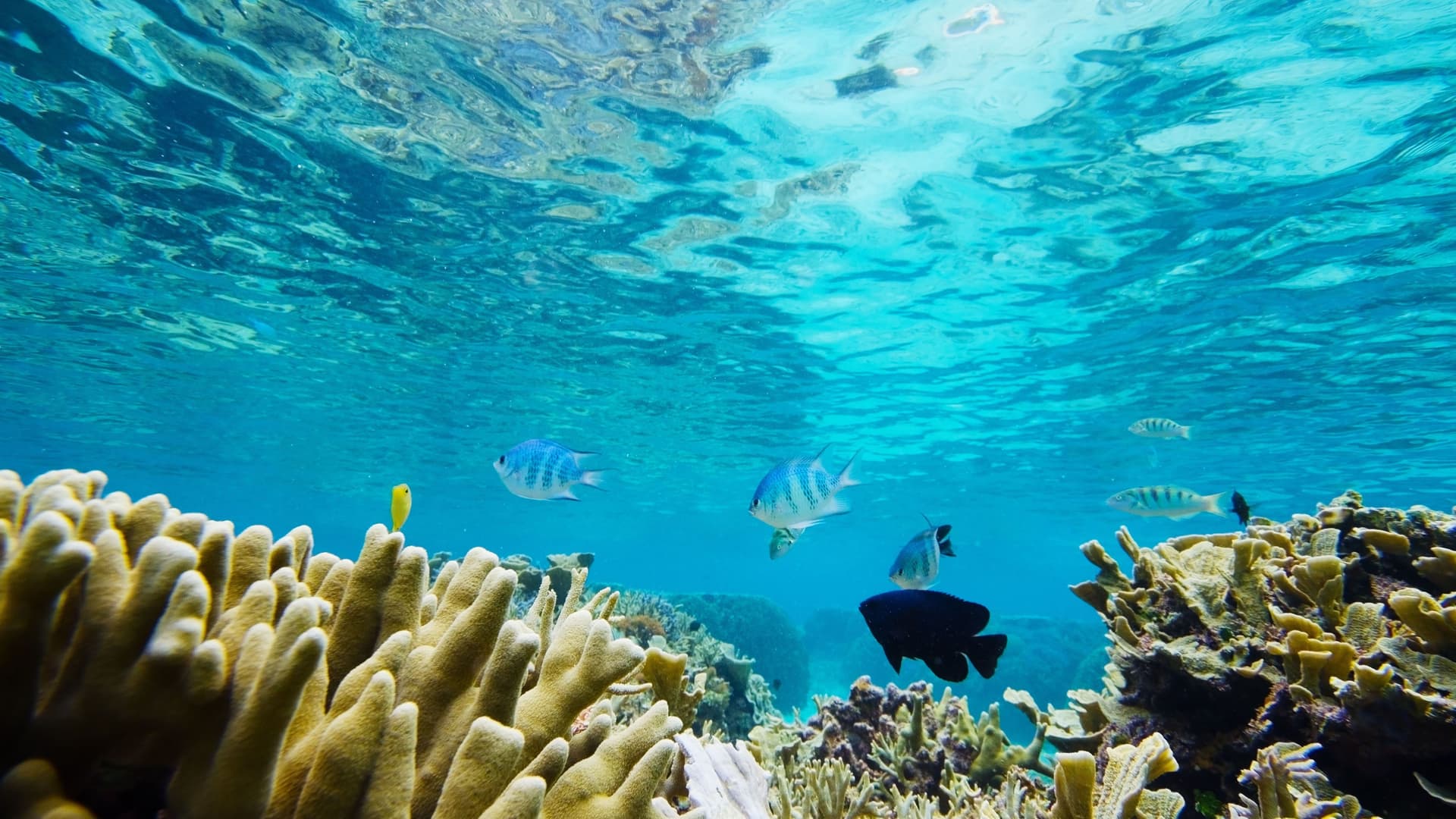 An underwater view of a vibrant coral reef in Miyako Island, Japan, with various tropical fish swimming amongst the colorful coral formations in the clear, blue water.
