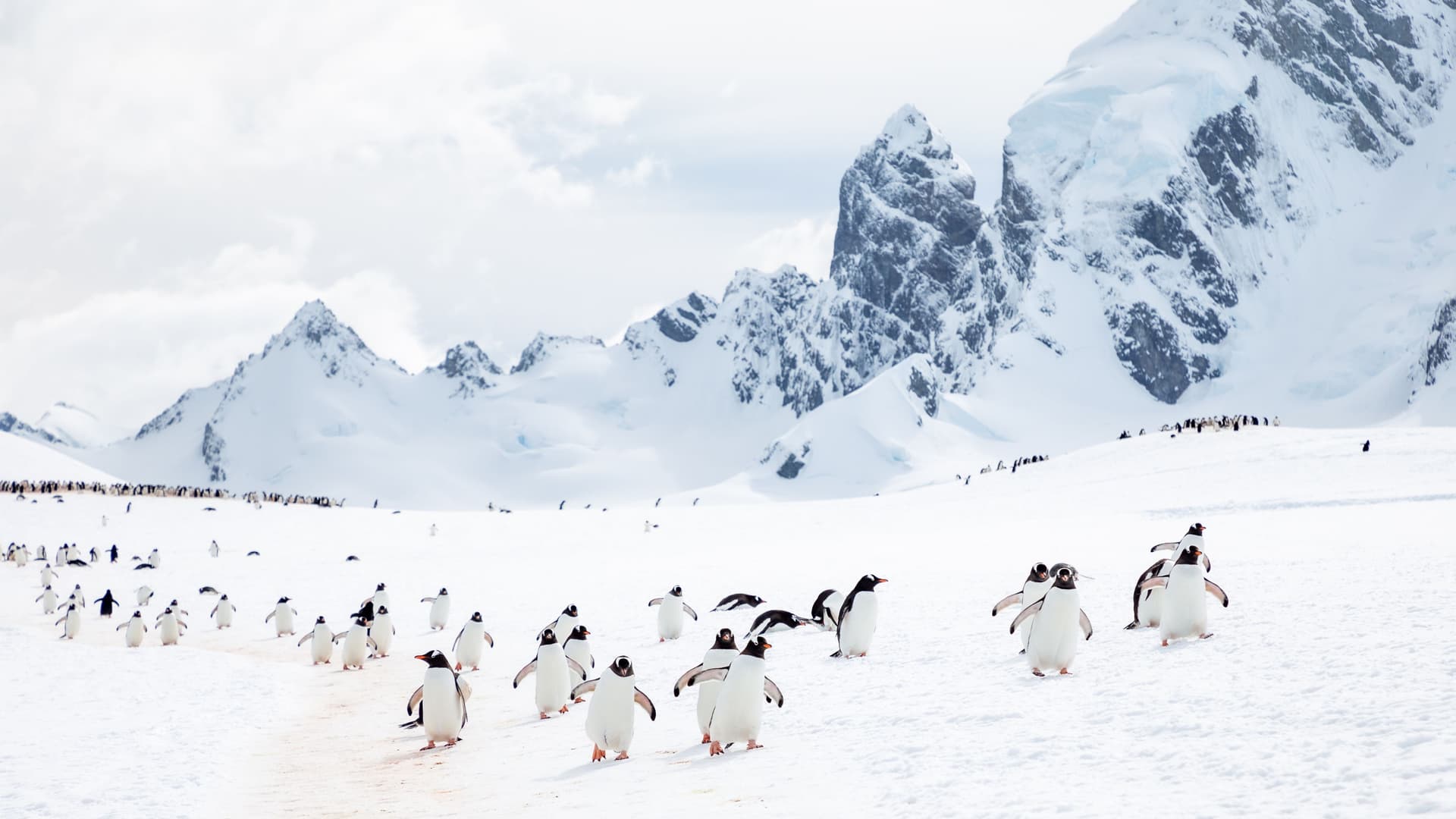 A large group of penguins crossing a snowy plain on Penguin Island, framed by tall rugged mountains with dark rock faces and heavy snow under a partly cloudy Antarctic sky.