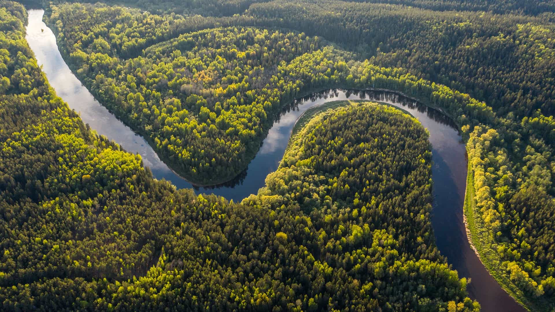 Aerial view of a winding river flowing through a dense green forest.