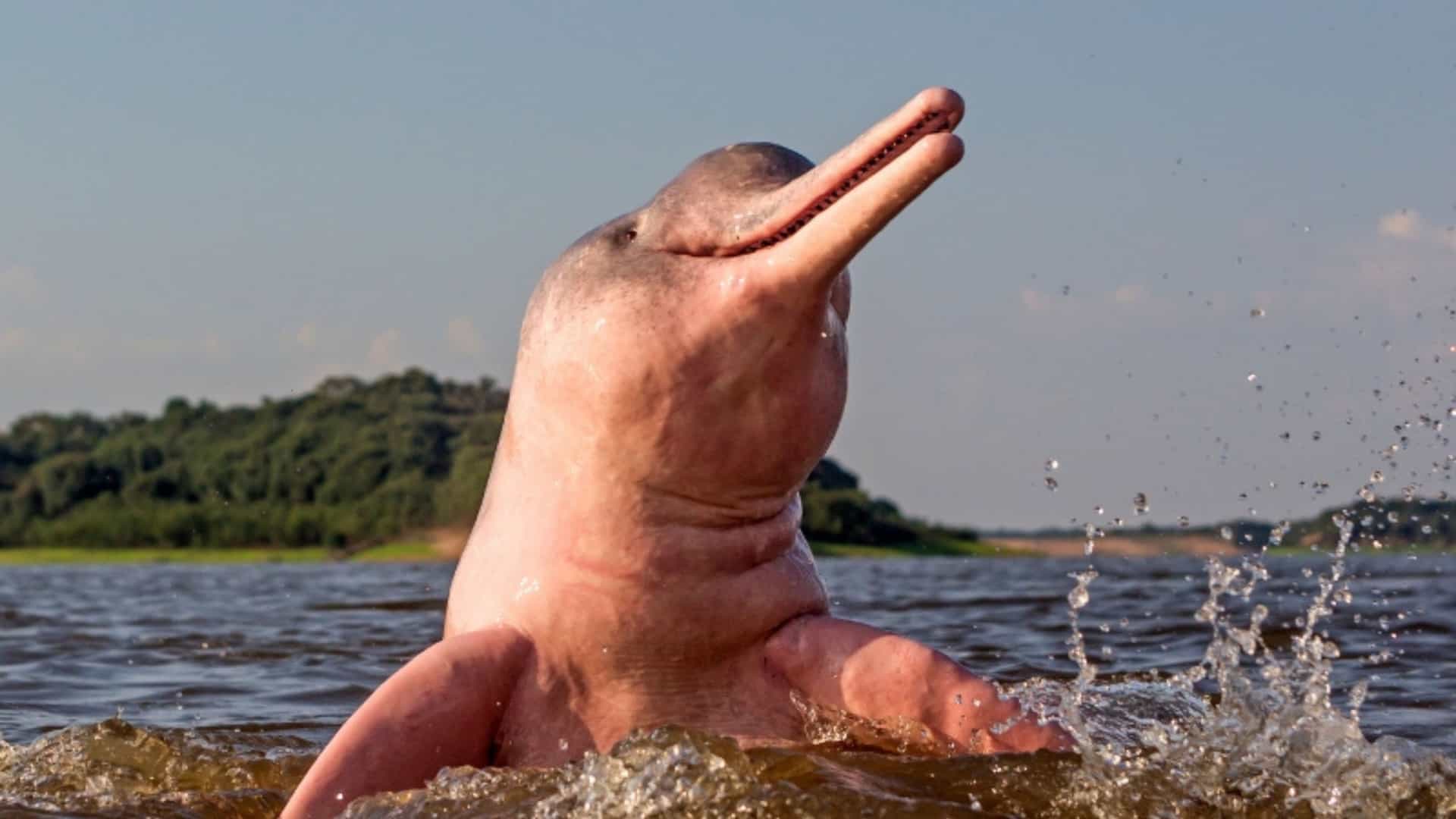 A pink Amazon River dolphin, or boto, emerges from the muddy Amazon River. Its head and snout are visible, with water splashing around it. Lush green rainforest lines the distant riverbank under a bright sky, showcasing this unique Amazonian wildlife.