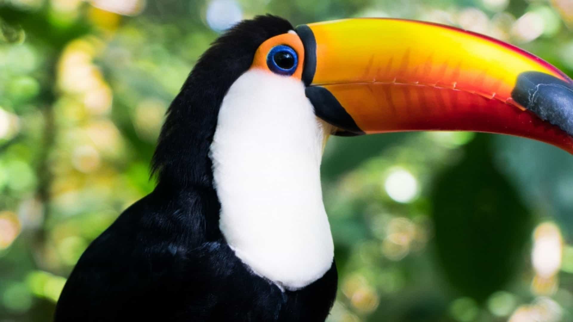 A striking close-up of a vibrant Toco Toucan, a tropical bird native to the Amazon rainforest. The toucan's large, distinctive beak is a brilliant combination of yellow, orange, and red with a black tip. Its body is covered in glossy black feathers, complemented by a bright white throat and a ring of vivid blue skin around its eye. The background is a soft blur of green foliage, highlighting the bird's colorful features and showcasing the unique wildlife of the Amazon.
