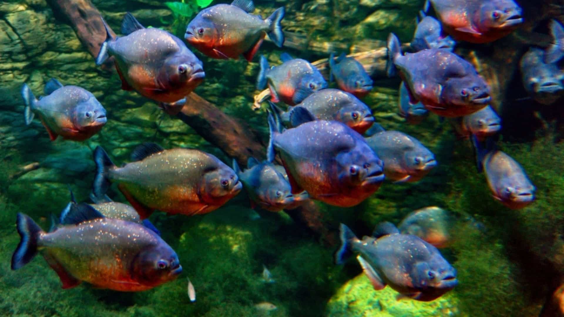 A school of red-bellied piranhas, a type of freshwater fish from the Amazon River, swimming together in a murky aquatic environment. Their silvery-gray bodies have a distinct reddish-orange tint on their bellies and fins. The background is a mix of green algae, rocks, and a submerged log. The image captures the dynamic and predatory nature of these fish within the Amazon's diverse ecosystem.