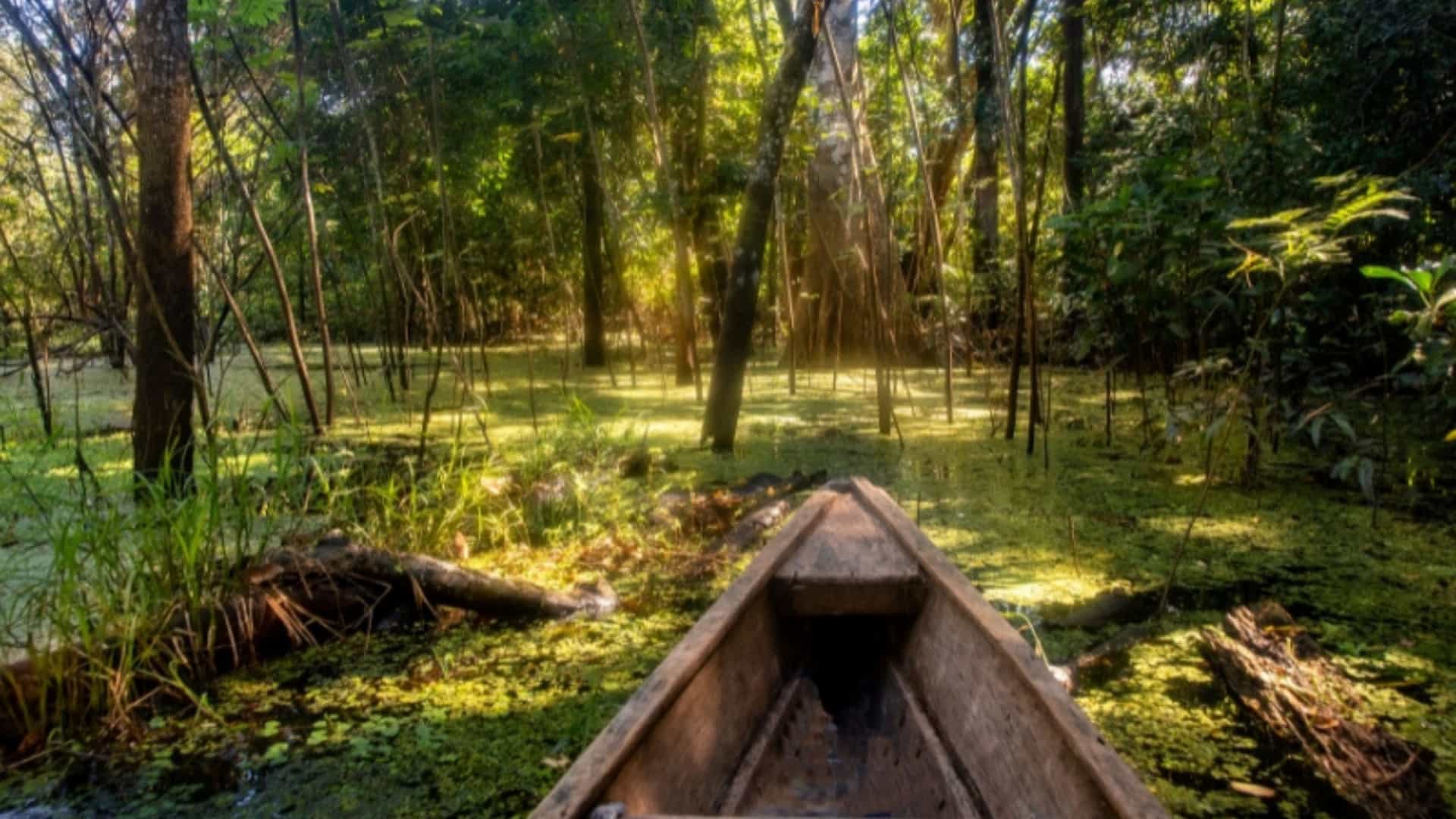 A first-person perspective from a small wooden canoe, gliding through a flooded part of the Amazon rainforest. The water is a dark, murky green, covered in small floating plants and reflecting the dense canopy above. Sunbeams filter through the thick trees, creating a serene and mystical atmosphere. The scene captures the unique experience of navigating the flooded forest during the high-water season in the Amazon region.