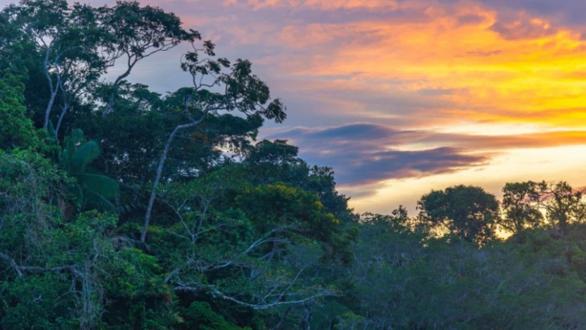 A breathtaking sunset over the dense canopy of the Amazon rainforest. The sky is filled with a dramatic blend of vibrant orange, yellow, and purple clouds. Below, the lush, green treetops of the rainforest stretch across the horizon. The image captures the natural beauty and scale of the Amazon region at the end of the day.
