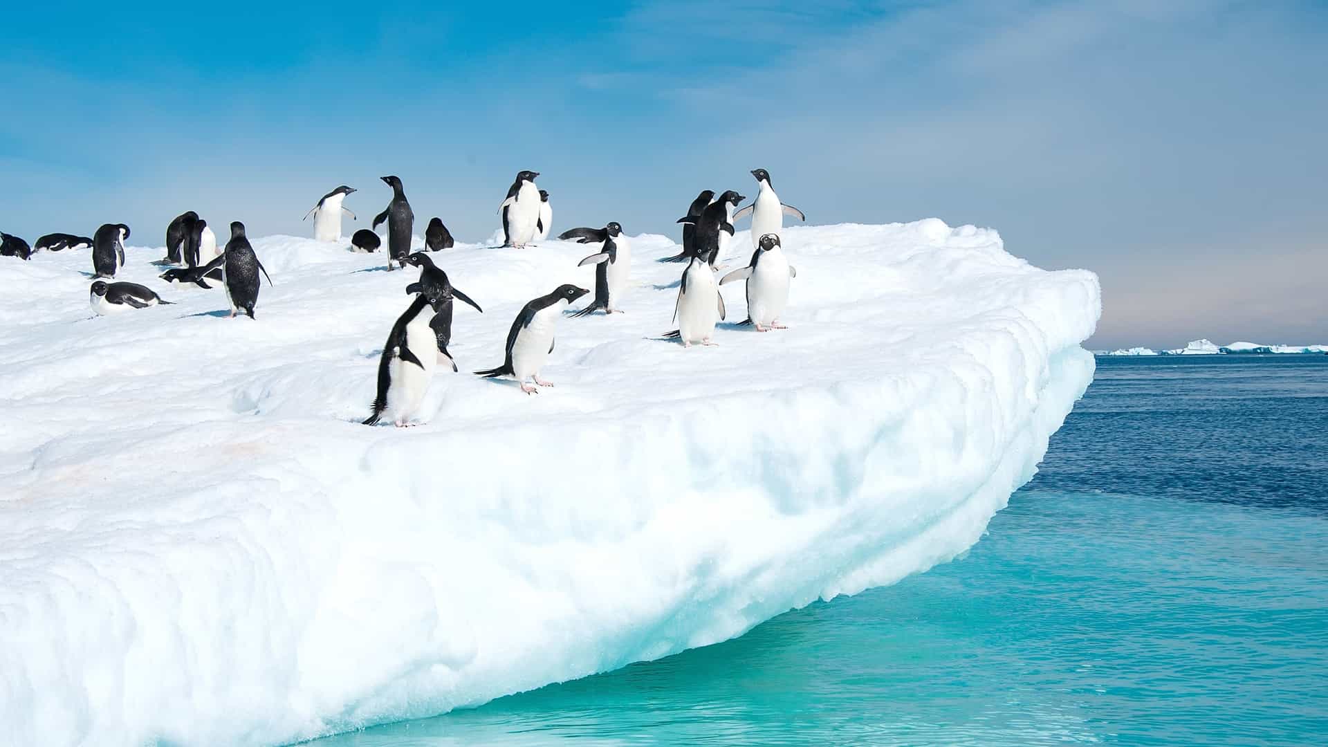 A group of penguins standing on an iceberg in Antarctica, surrounded by icy waters.