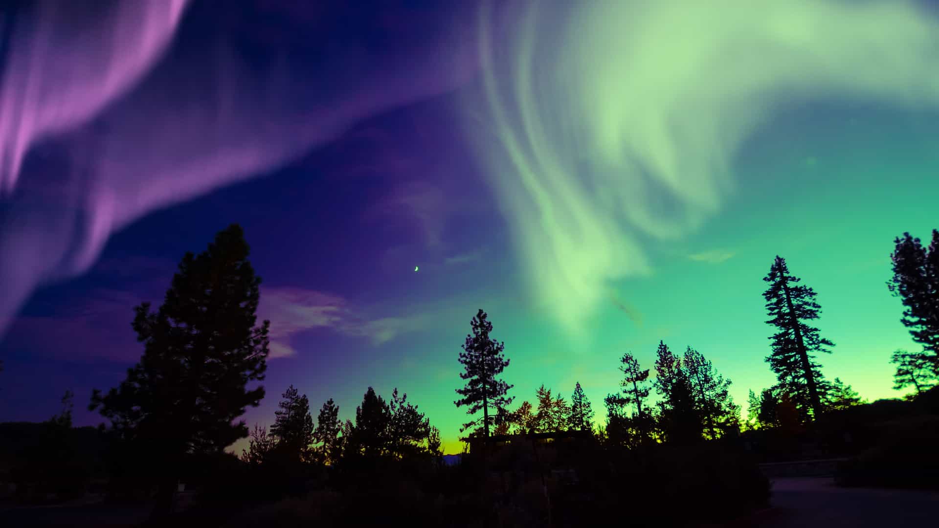 Vibrant purple and green aurora borealis, also known as the Northern Lights, illuminating the night sky above a silhouette of tall pine trees.