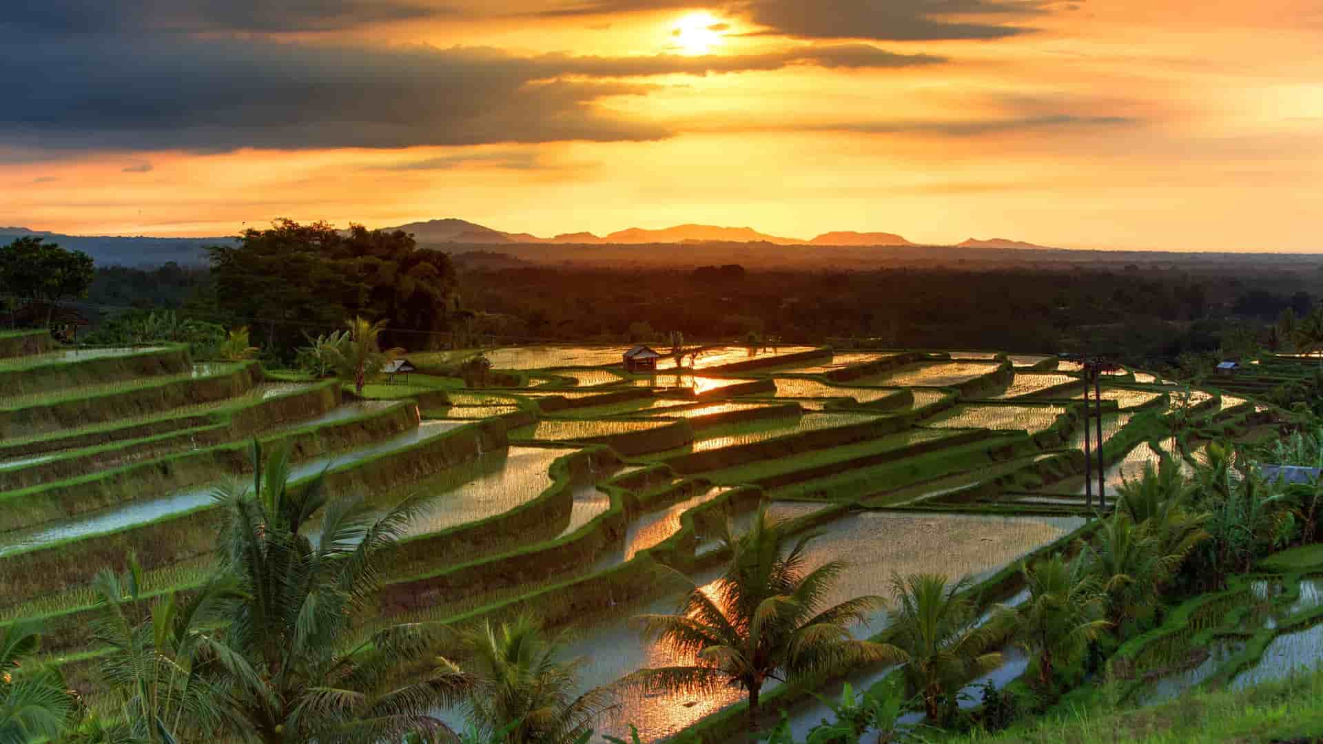 Experience the breathtaking beauty of Bali, Indonesia's iconic rice terraces at sunset, a highlight of Avalon Waterways Southeast Asia river cruises.