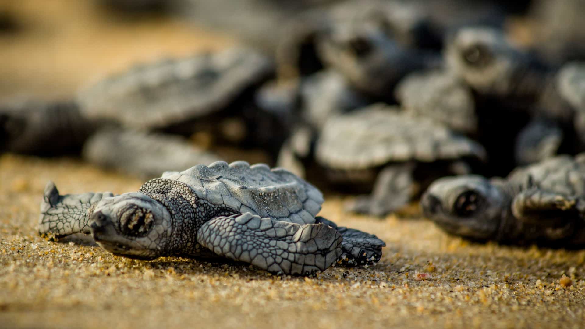 A close-up shot focuses on a tiny, grey baby sea turtle hatchling crawling across a sandy beach, with a blurred group of other hatchlings following behind it.