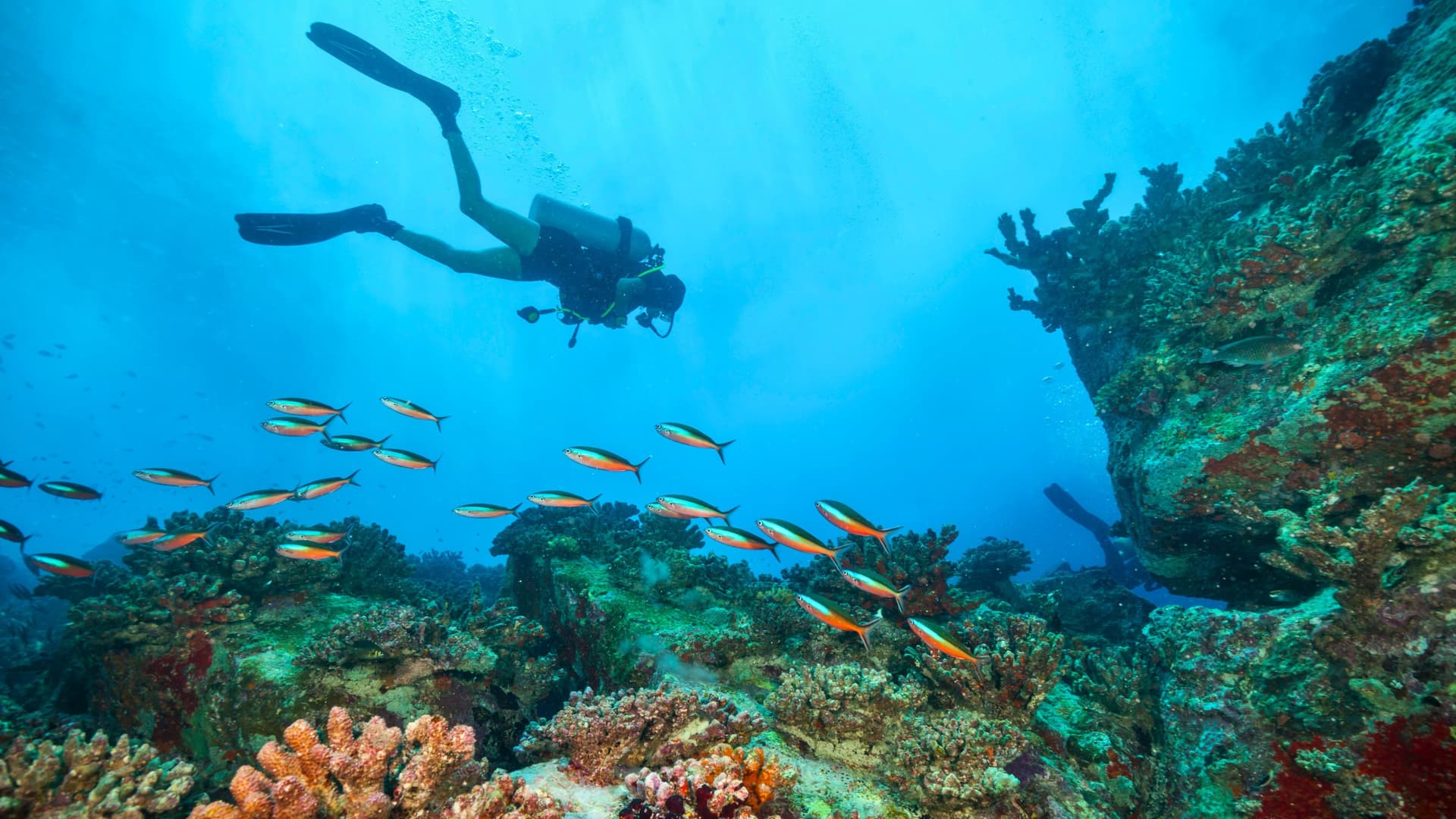 Scuba diver swimming with brightly colored tropical fish.