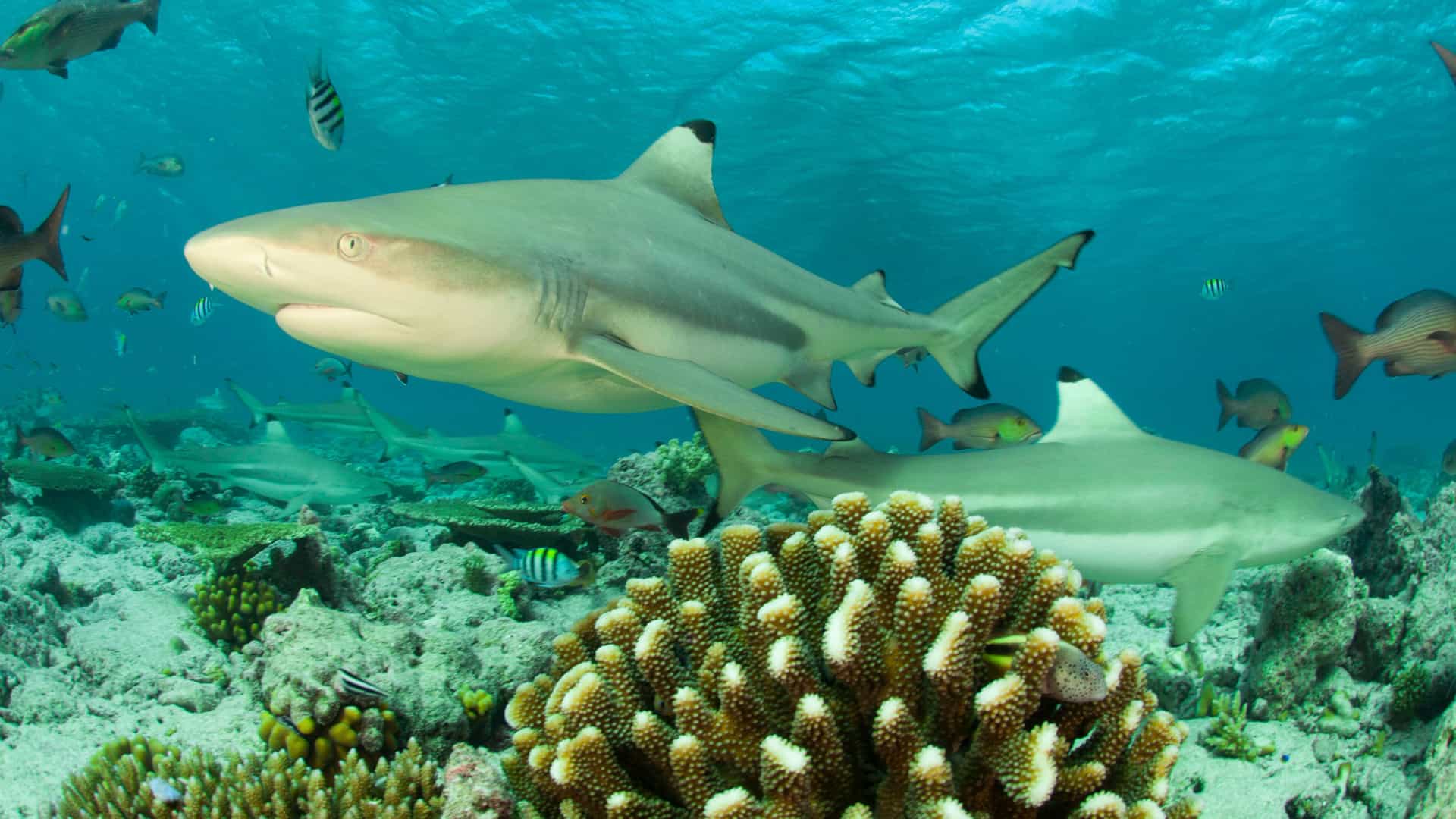 Black tip reef sharks and fish surrounded by coral underwater.