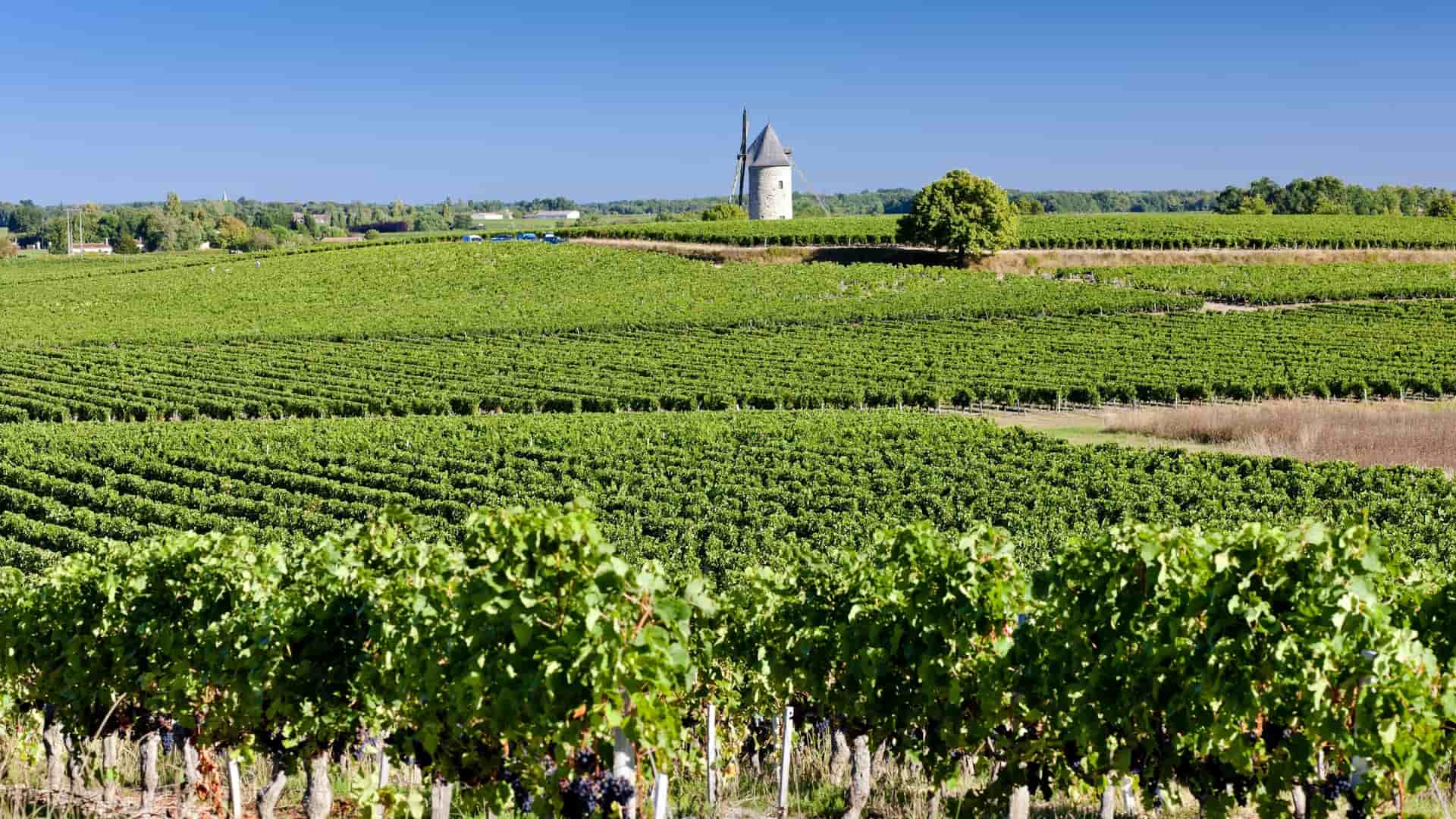 Bordeaux vineyard with a windmill.