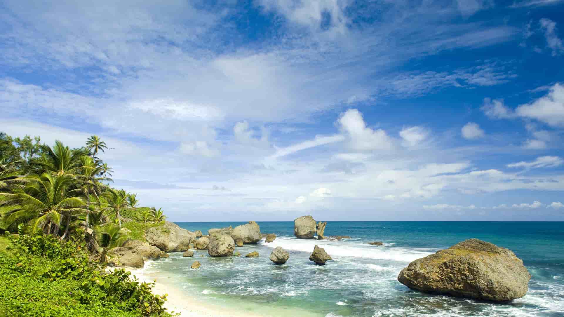 Rocky beach and palm trees in Barbados.