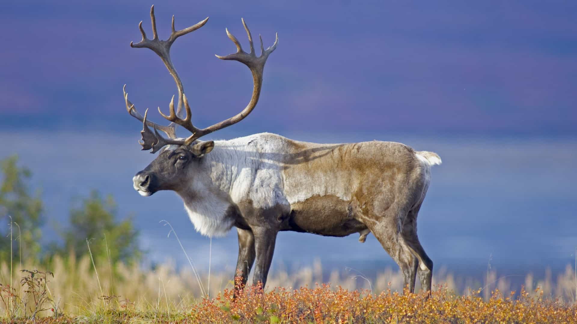 Large caribou bull with impressive antlers standing in a field of colorful tundra plants in Denali National Park, Alaska.