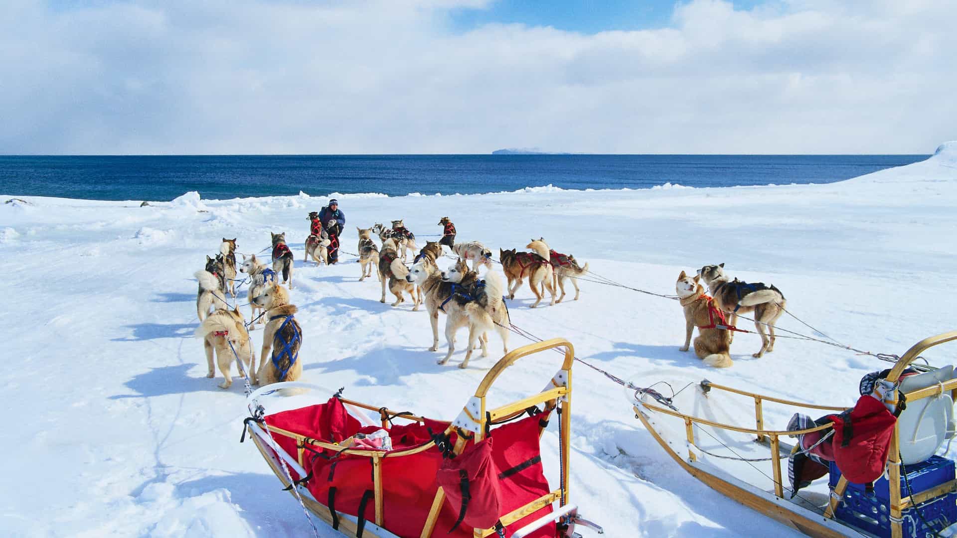 Team of huskies pulling a sled across snowy coastal terrain on a Carnival Cruise Alaska winter excursion.