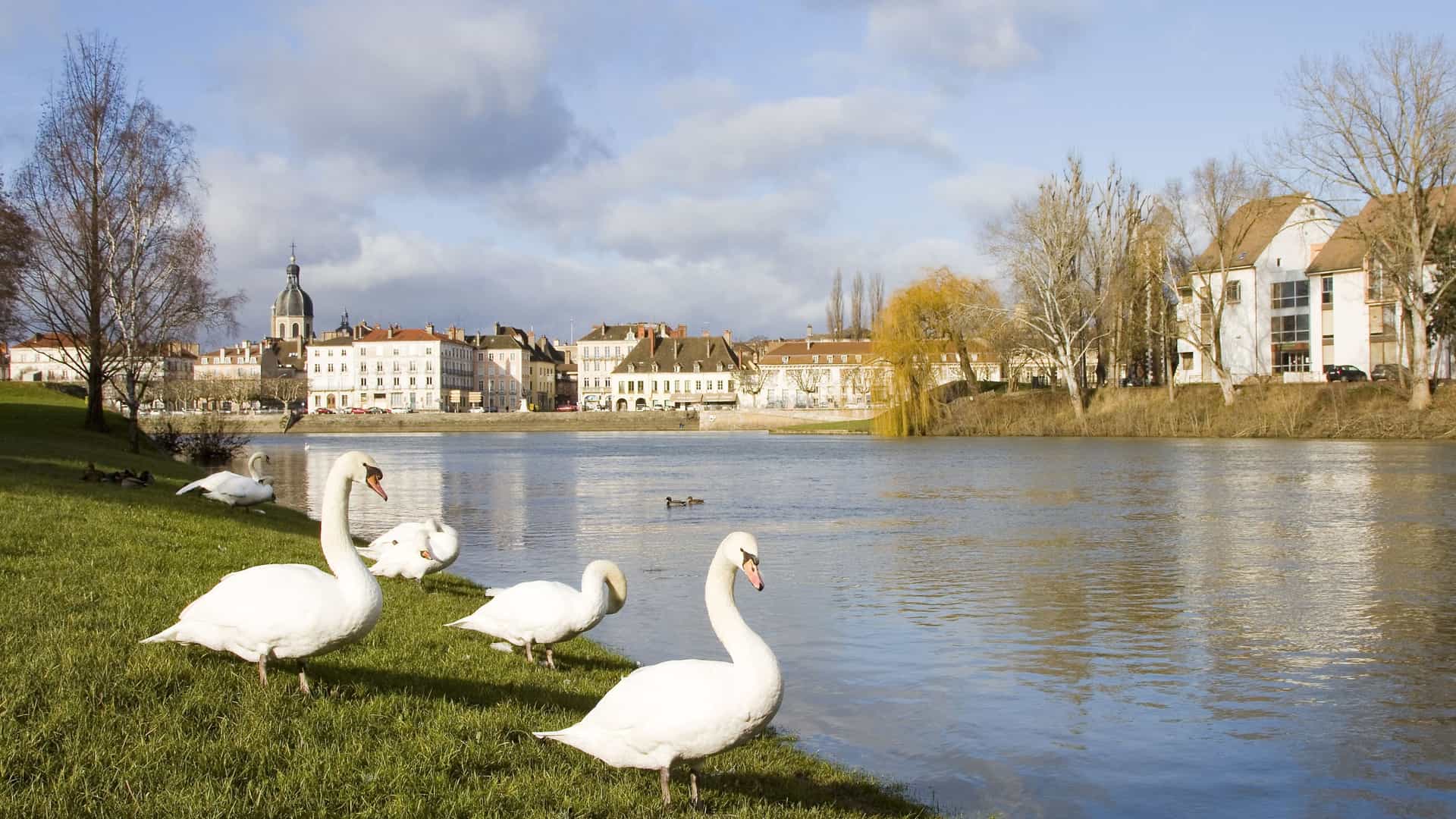 Swans on river by Chalon-sur-Saône.