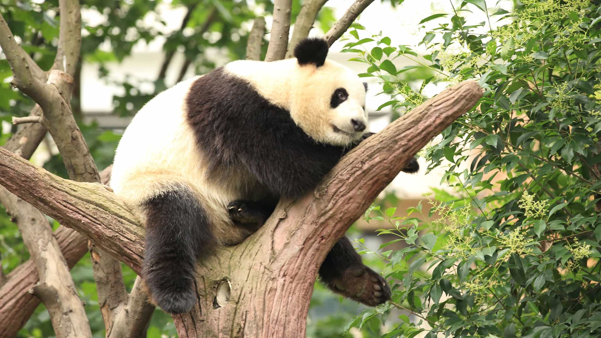 A large giant panda, a bear native to China, is lounging comfortably on the sturdy branch of a tree at the Chengdu Research Base of Giant Panda Breeding. The panda has its classic black and white coat, with black patches around its eyes and black fur on its limbs and torso. It is looking to the side with a calm expression. The surrounding area is filled with lush green trees and foliage, creating a serene and natural environment that highlights the famous wildlife of China.