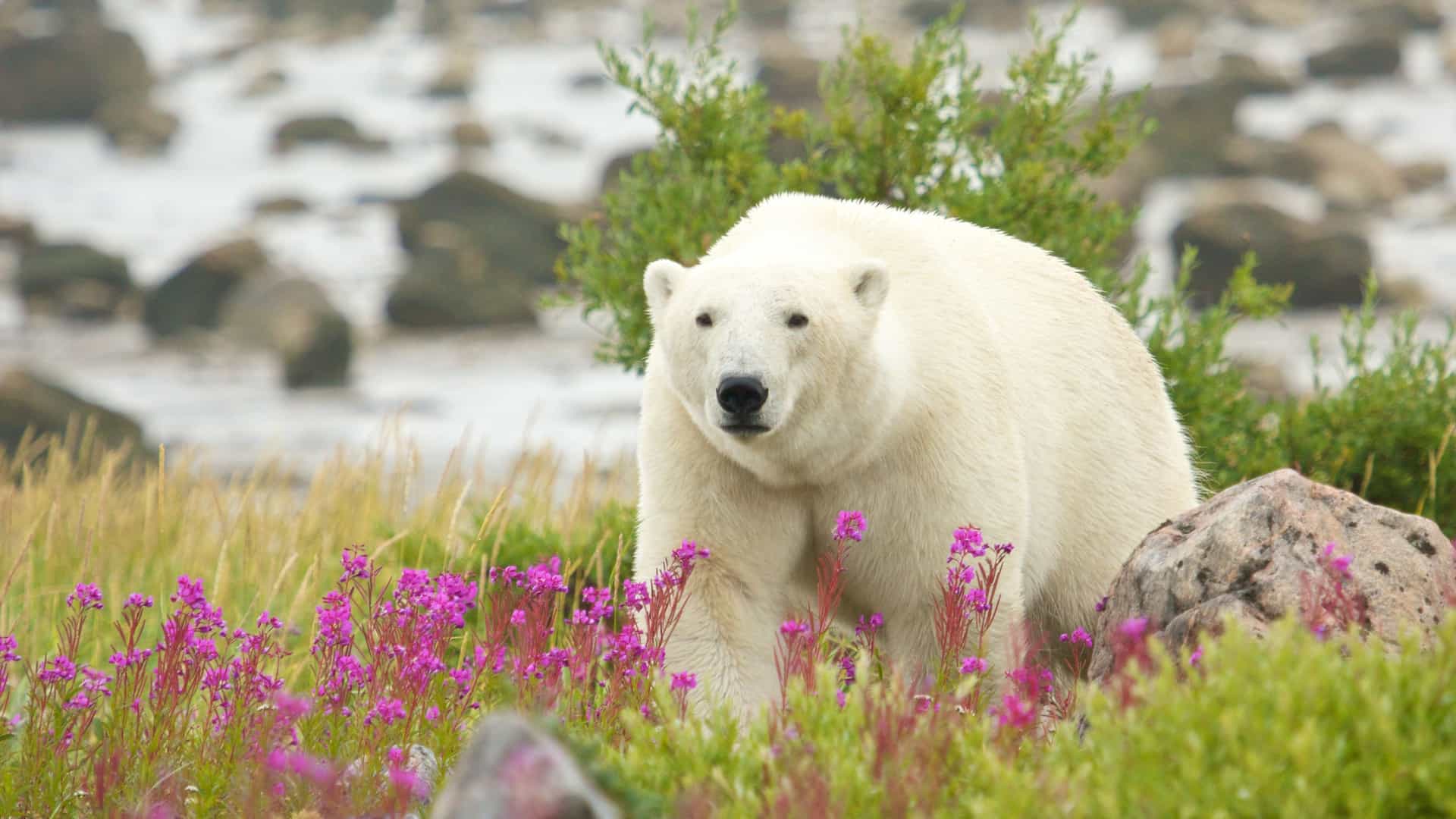Polar bear in a field of flowers.