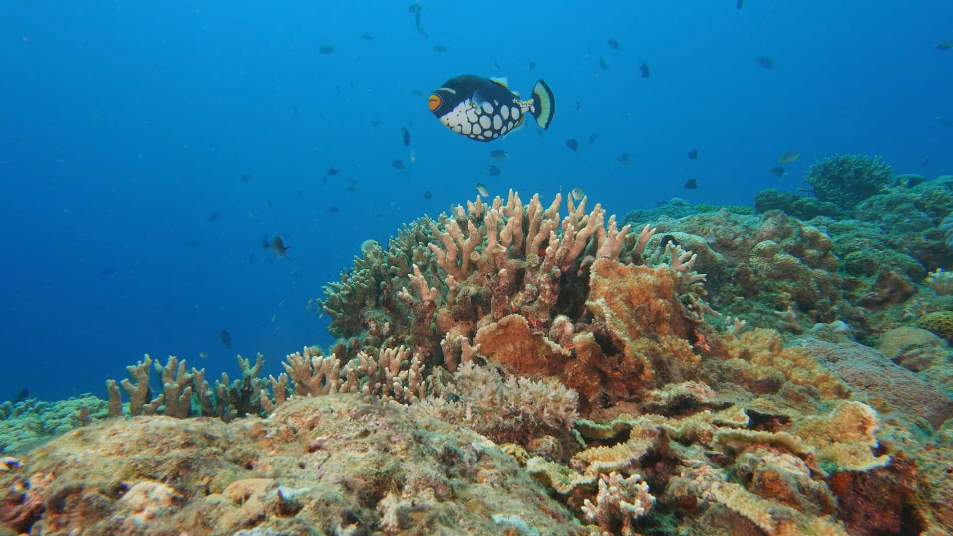 A vibrant underwater reef near Oshima, Japan, showing colorful corals and a patterned tropical fish swimming through clear blue water.