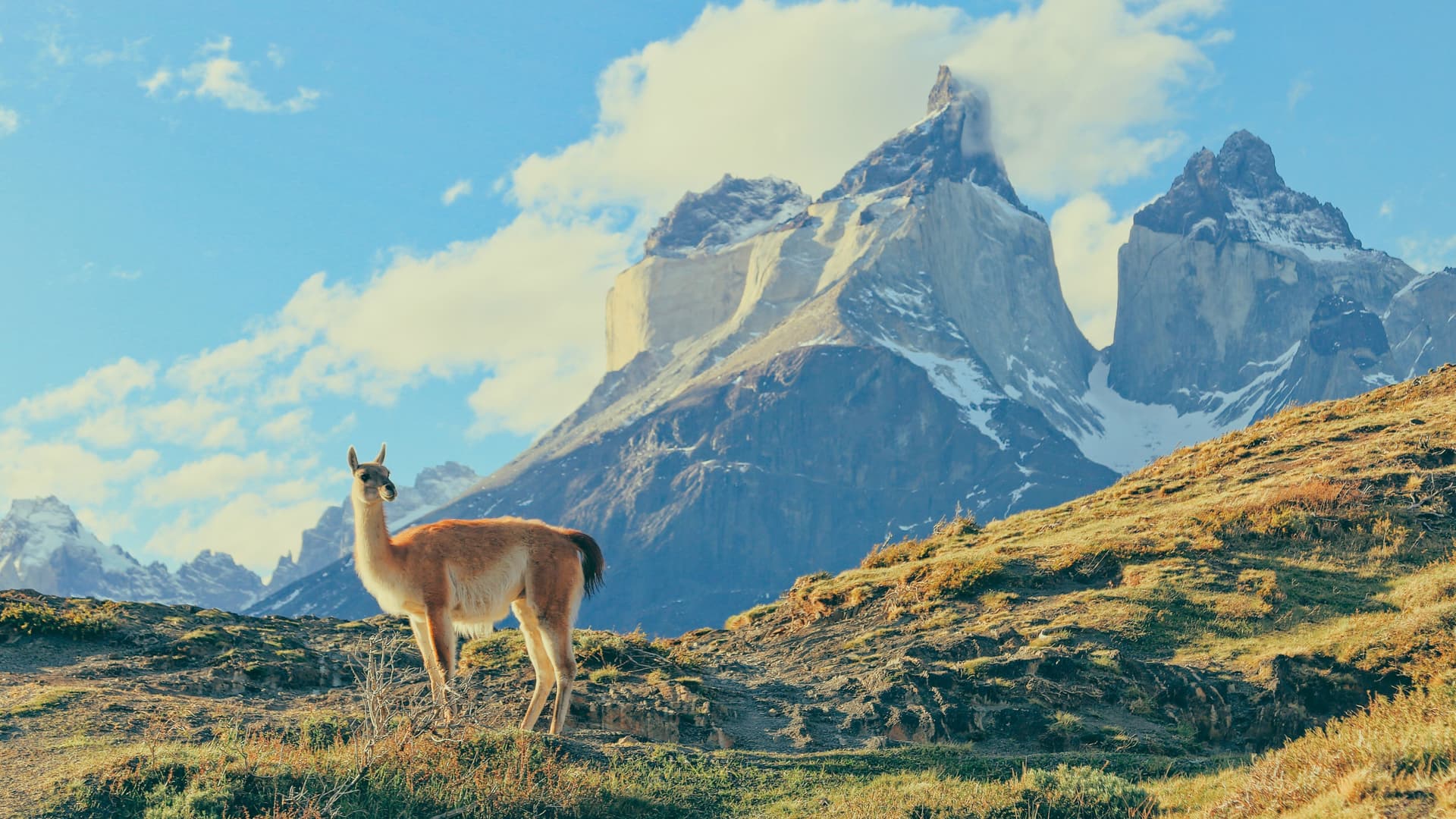 A llama in front of Patagonian mountains.