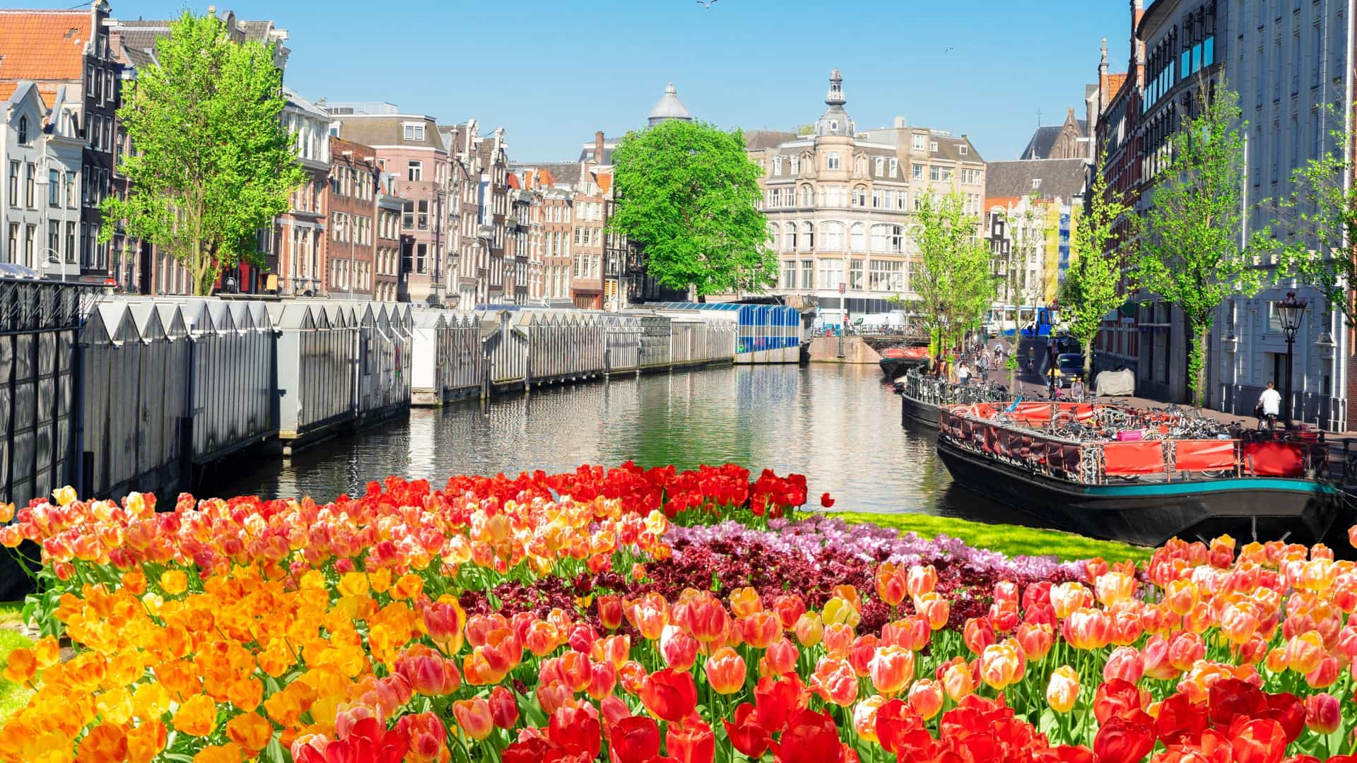 A daytime photo of Amsterdam's Bloemenmarkt, the world's only floating flower market, located on the Singel Canal. The image shows the market's barges filled with colorful flowers, particularly tulips, lined up along the canal, with historic Amsterdam buildings visible on the opposite bank.