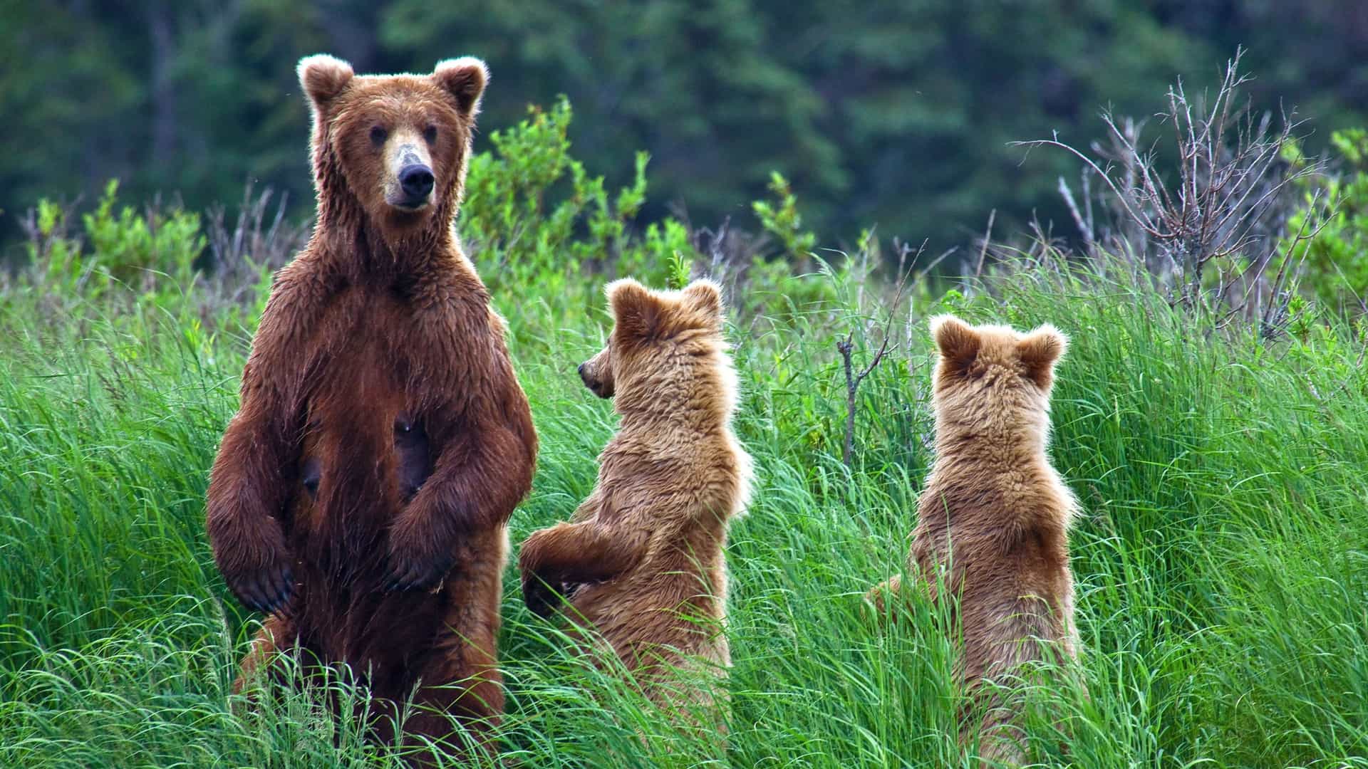 A close-up, horizontal photo of a brown bear, also known as a grizzly bear, in Katmai National Park, Alaska. The bear is standing and looking to the side, surrounded by a grassy landscape, with the wilderness of the park in the background.