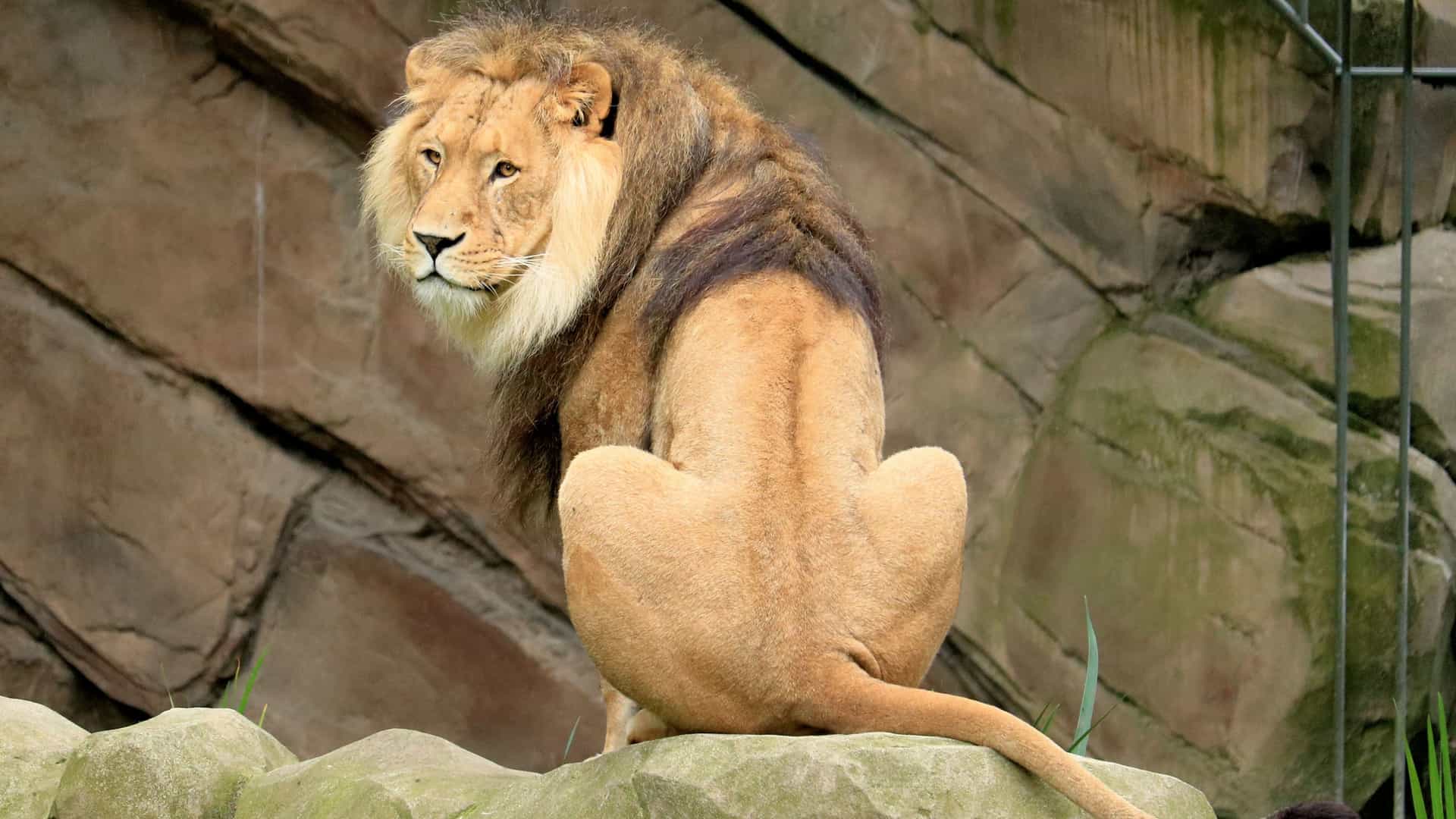 A close-up, horizontal photo of a male lion at a zoo. The lion is facing forward with a majestic mane, looking directly at the camera with a serious expression. Its head and upper body are in focus, with a blurred background suggesting it is in an enclosure.