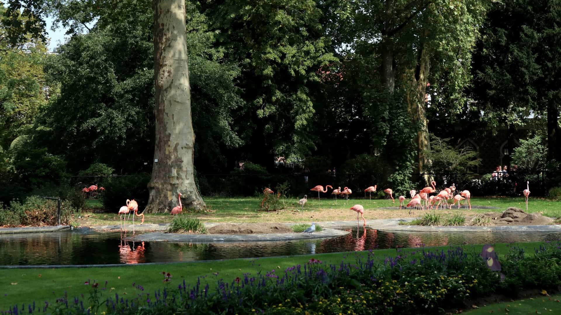 A large flock of vibrant pink flamingos stand closely together in a shallow body of water with a white, foamy surface. Their long necks and dark-tipped bills are visible as they feed or rest. The background is blurred, focusing attention on the mass of exotic wading birds.