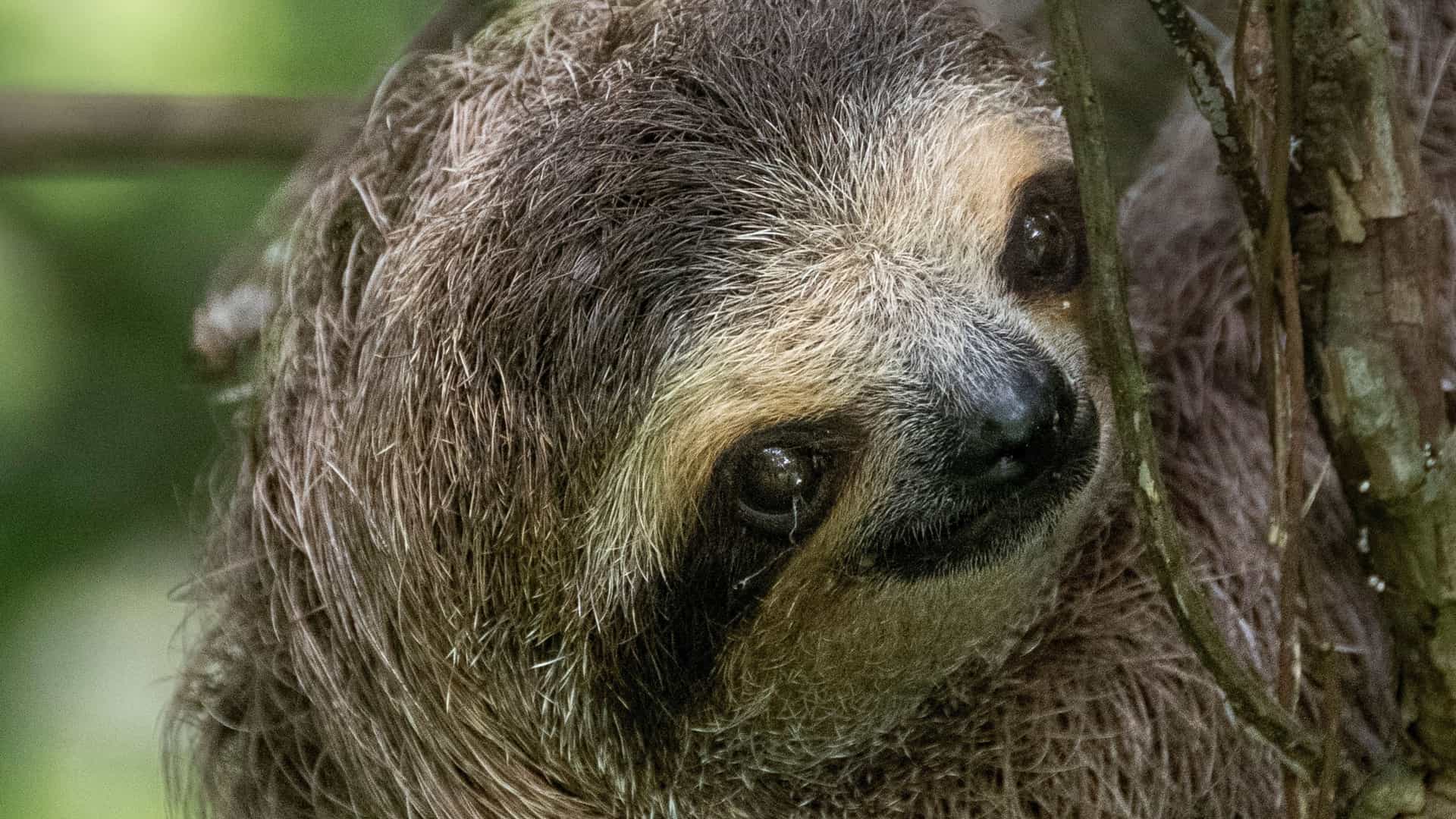 A small, furry baby sloth is seen clinging to a tree branch in a natural setting, likely the Metropolitan Natural Park in Panama.