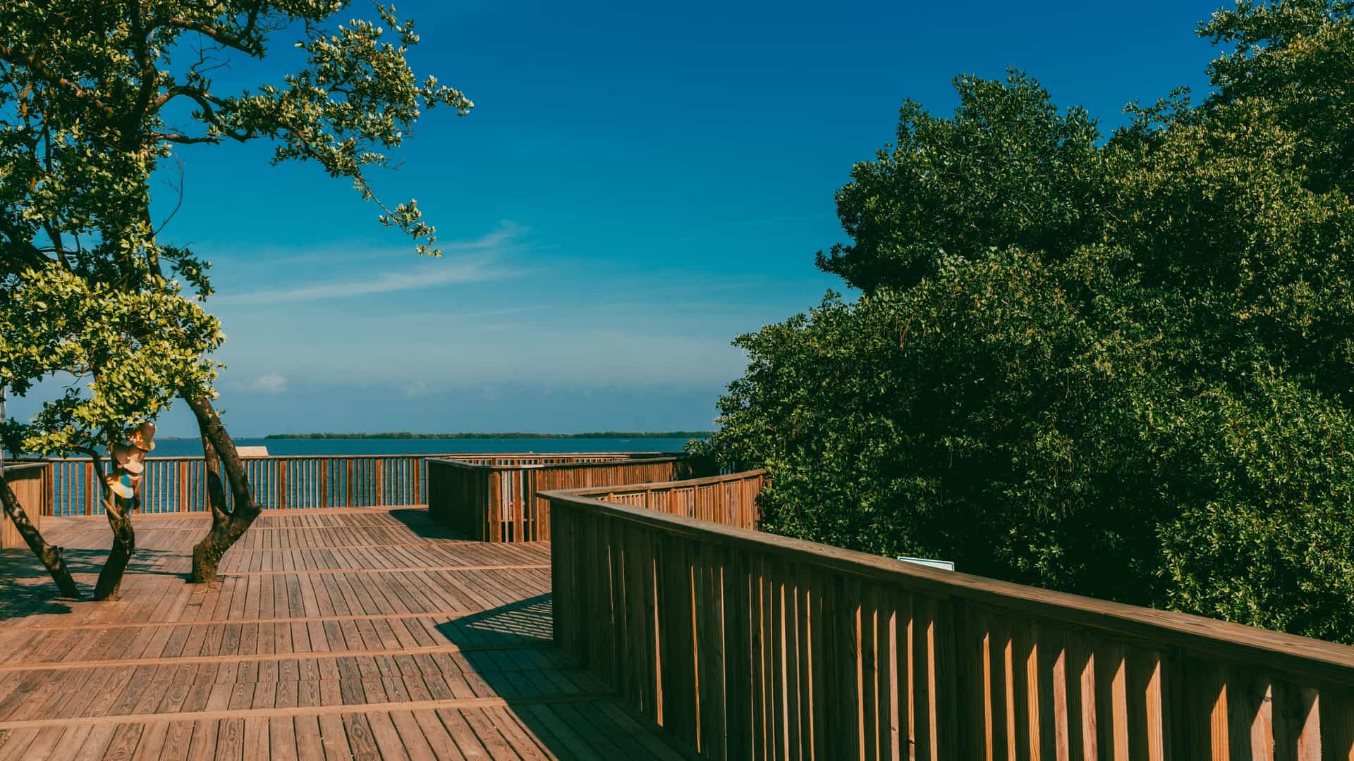 A sunny, peaceful view of the Mallorquín swamp (Ciénaga de Mallorquín) in Barranquilla, Atlántico, Colombia. The view is taken from a wooden pier extending over the water, which is surrounded by mangrove or swamp vegetation, all set against a bright blue sky with scattered clouds.