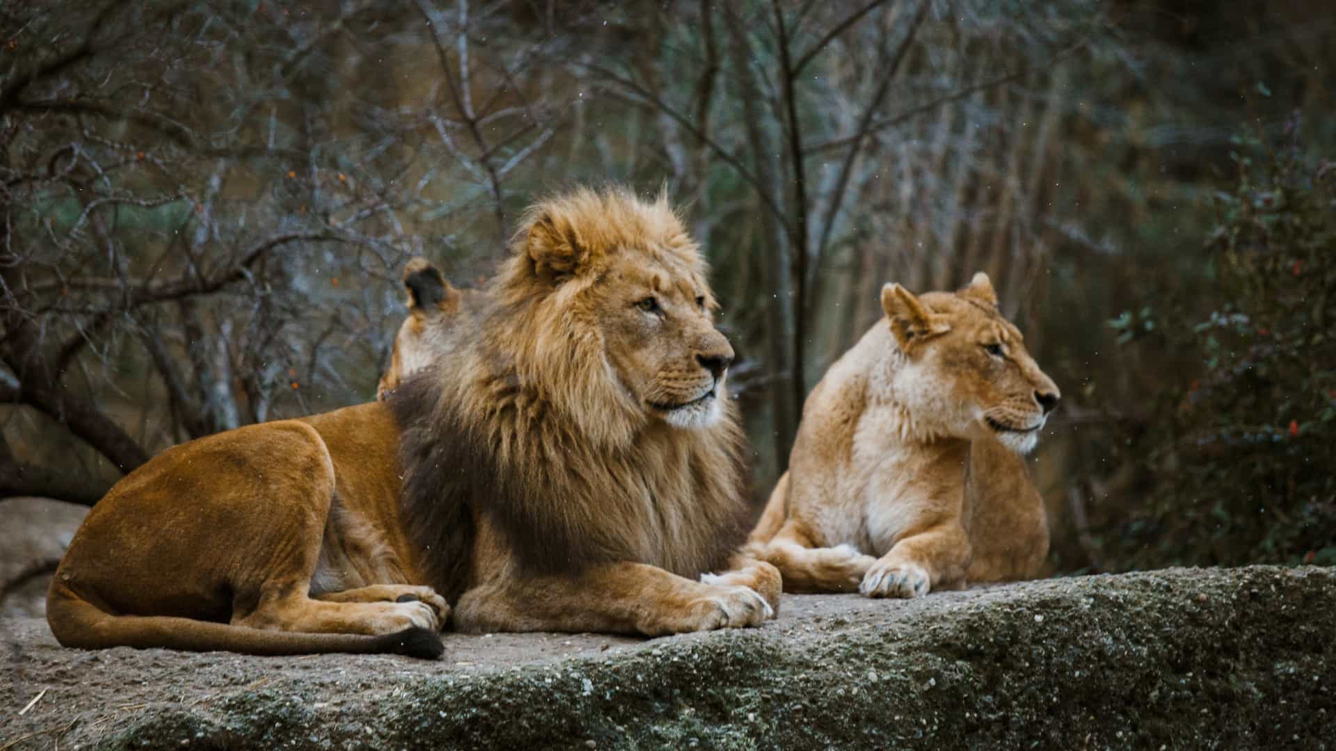 Two adult lions, a male with a full mane and a female, are resting on a large stone in an outdoor zoo enclosure. The male is lying down, while the lioness is sitting upright. The scene takes place on a cloudy winter day in a zoo in Basel, Switzerland.