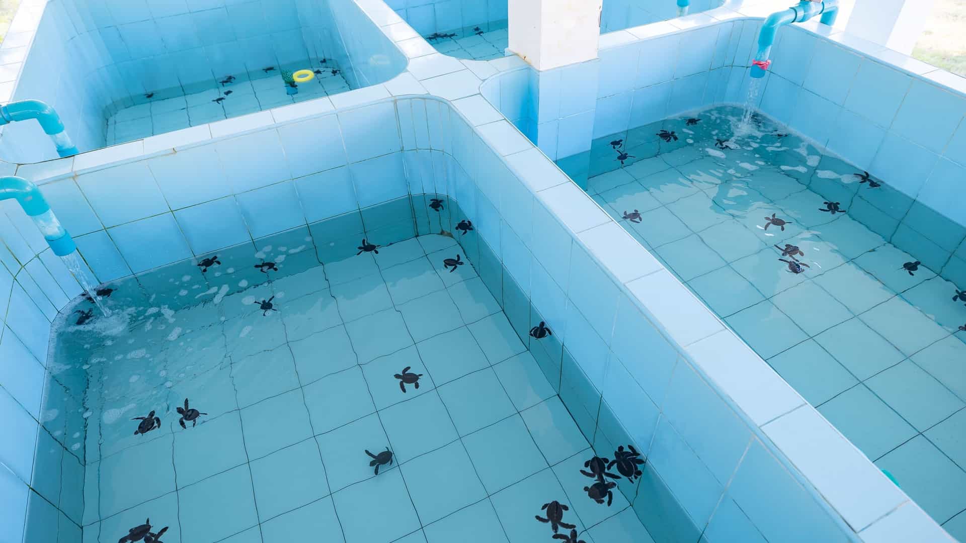 A top down view of several small sea turtle hatchlings swimming in a shallow, clear, blue tiled nursery pool. The turtles appear to be young and are likely in a conservation or rehabilitation center.