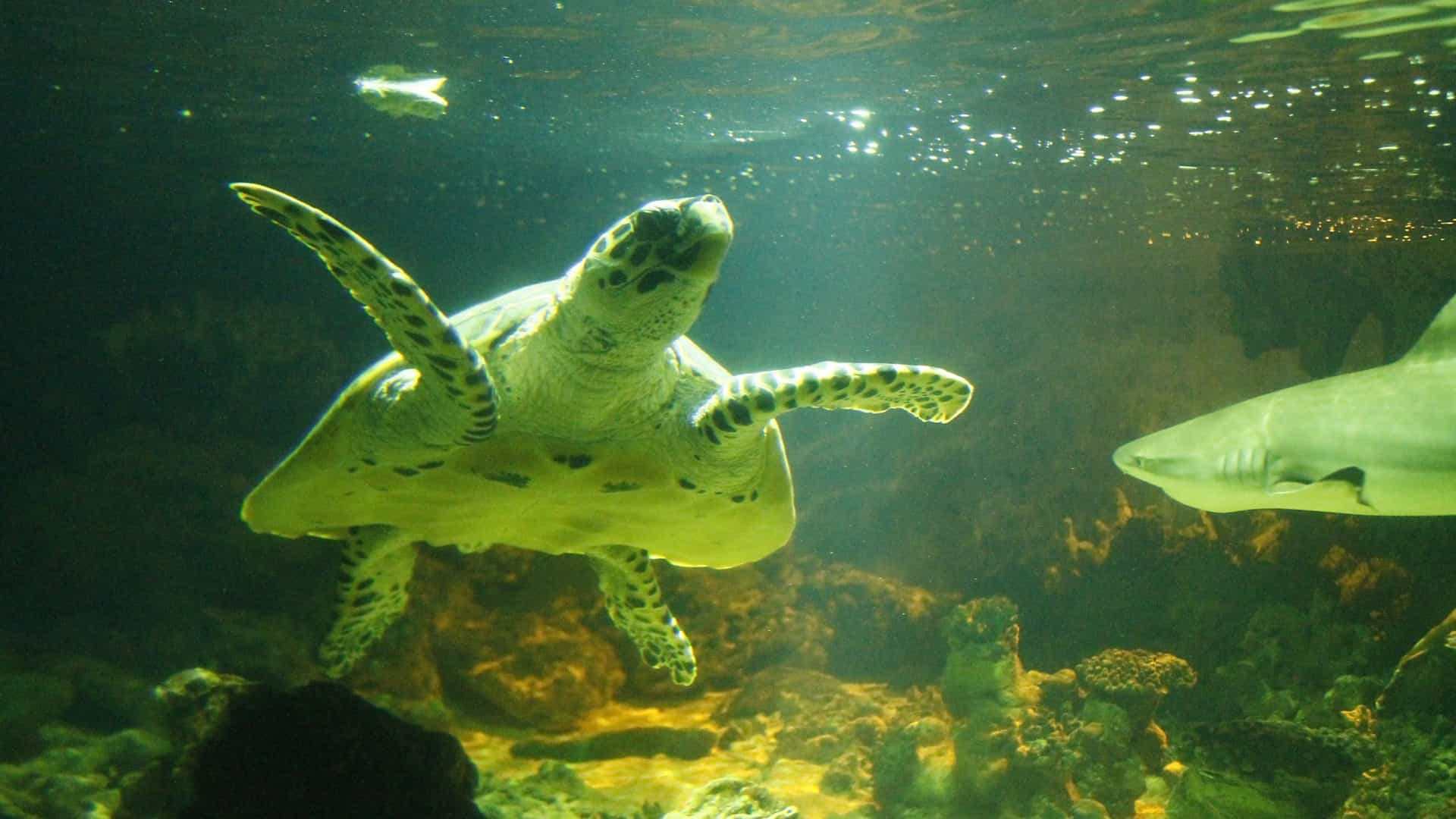 An underwater view of a mottled sea turtle swimming in a brightly lit tank, with its flippers extended, as a slender shark is seen gliding to the right in the hazy green background. This is a common sight in the Giant Ocean Tank exhibit at the New England Aquarium Boston.
