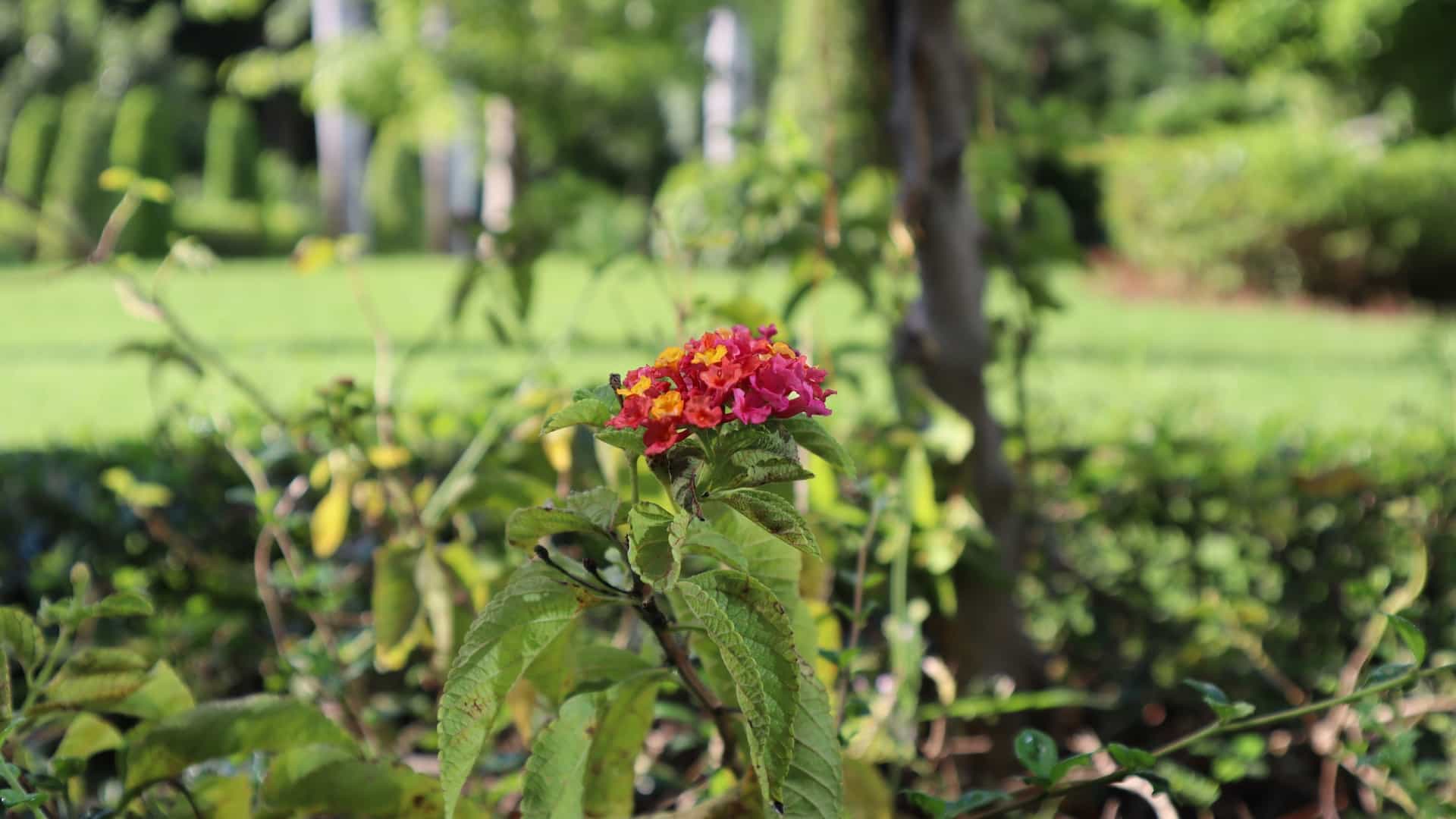 A close up shot of a single, vibrant red flower, possibly the Pride of Barbados (Caesalpinia pulcherrima), which is the national flower of the island. The flower is in full bloom with visible details, set against a softly blurred background of lush green foliage in what could be a tranquil section of Queen's Park, Barbados.