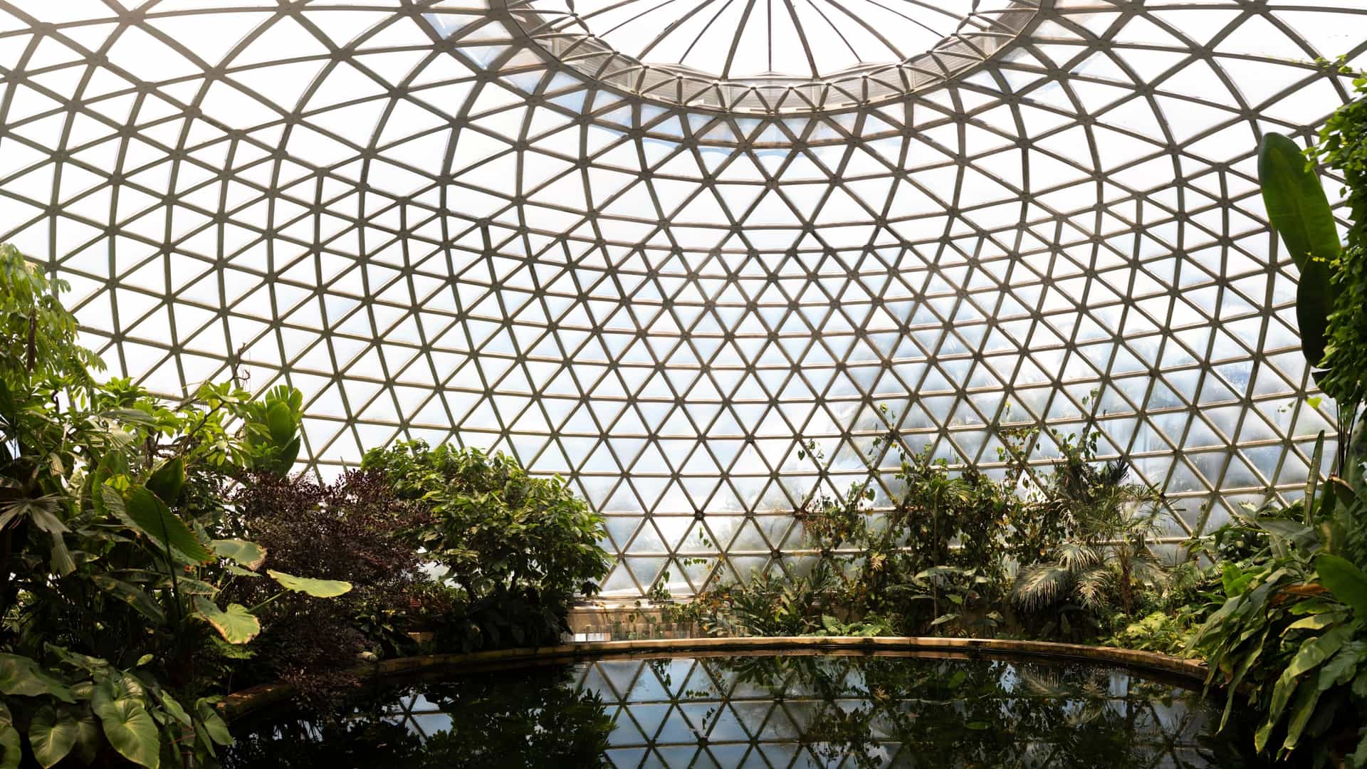 A bright, eye level photo of the interior of the Tropical Display Dome at the Brisbane Botanic Gardens Mt Coot tha. The path winds past a central pond filled with lily pads and surrounded by a lush collection of tropical plants, including palms and large, green leafed plants. A circular path leads up to a viewing platform, showcasing the scale of the geodesic dome and the diverse plant life within.