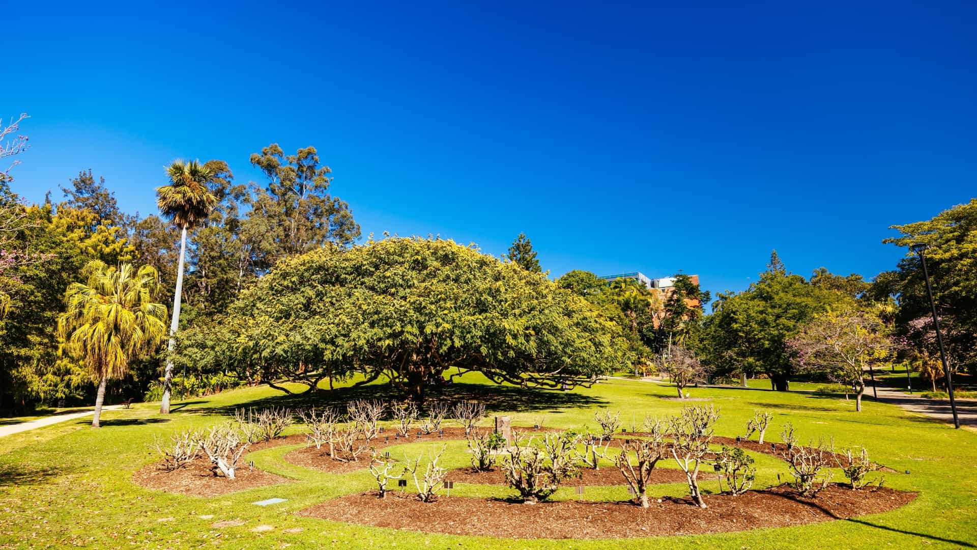 A bright, wide angle shot of the City Botanic Gardens in Brisbane, Australia. The image shows a serene, well maintained lawn with a few park benches and mature, leafy trees scattered throughout. A paved walkway curves through the grass, leading towards a view of the Brisbane River, where you can see the Goodwill Bridge and the Kangaroo Point Cliffs in the distance. The urban skyline of Brisbane's central business district is visible on the horizon, creating a juxtaposition between nature and city life.