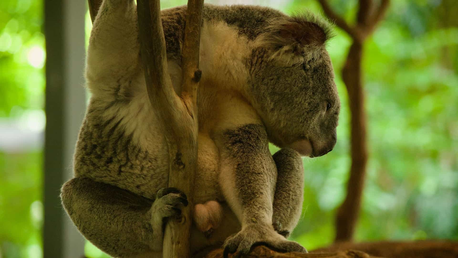 A high resolution, close up photo of a koala. The koala is sitting upright on a thick, dark brown tree branch. The animal's face, ears, and chest are in sharp focus, showing its fluffy, light gray and white fur. The koala has a large, prominent black nose and small, dark eyes. The background is a soft blur of green foliage and other tree branches, with dappled light filtering through, highlighting the koala.