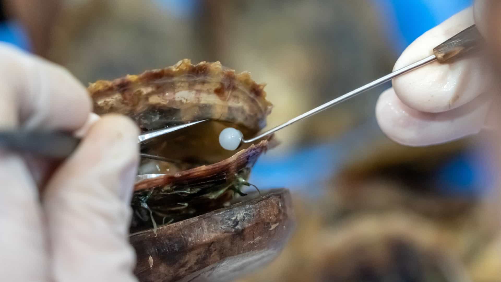 A worker at an oyster/pearl farm in the water is carefully extracting a pearl from an oyster shell, illustrating the pearling industry that is historically significant to Broome, Western Australia.