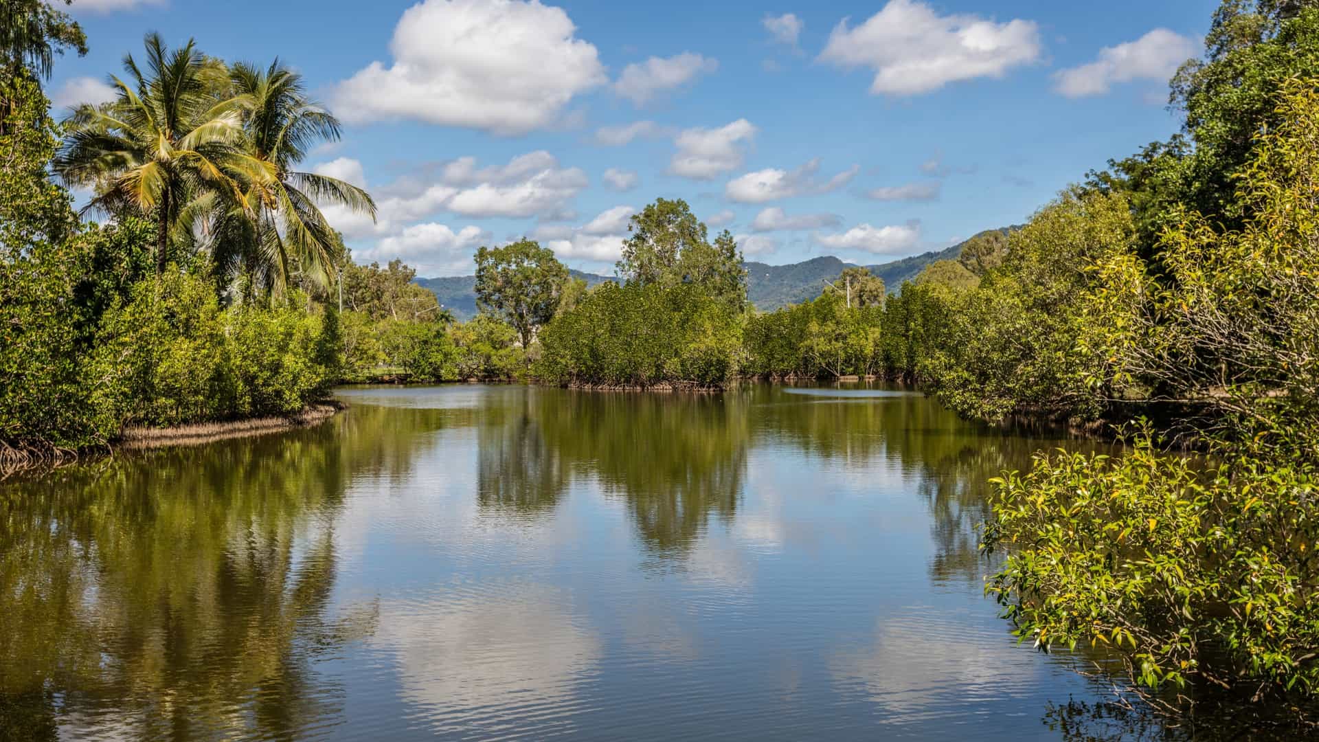 A scenic view of the Freshwater Lake at Cairns Botanic Gardens in Queensland, Australia. The calm water is covered in a patchwork of water lilies, and the lake is surrounded by lush, tropical plants and trees.