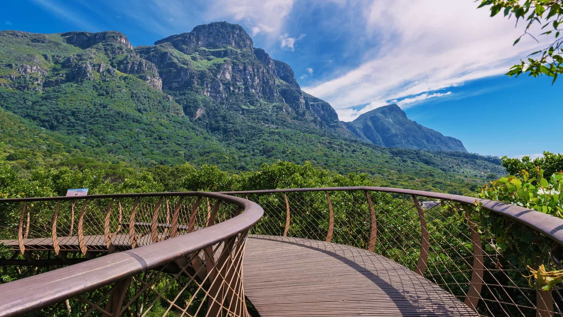 An elevated view of the curved steel and timber "Boomslang" walkway winding through the treetops of the Kirstenbosch National Botanical Garden in Cape Town, South Africa. The walkway is set against a backdrop of lush green foliage and mountains in the distance.
