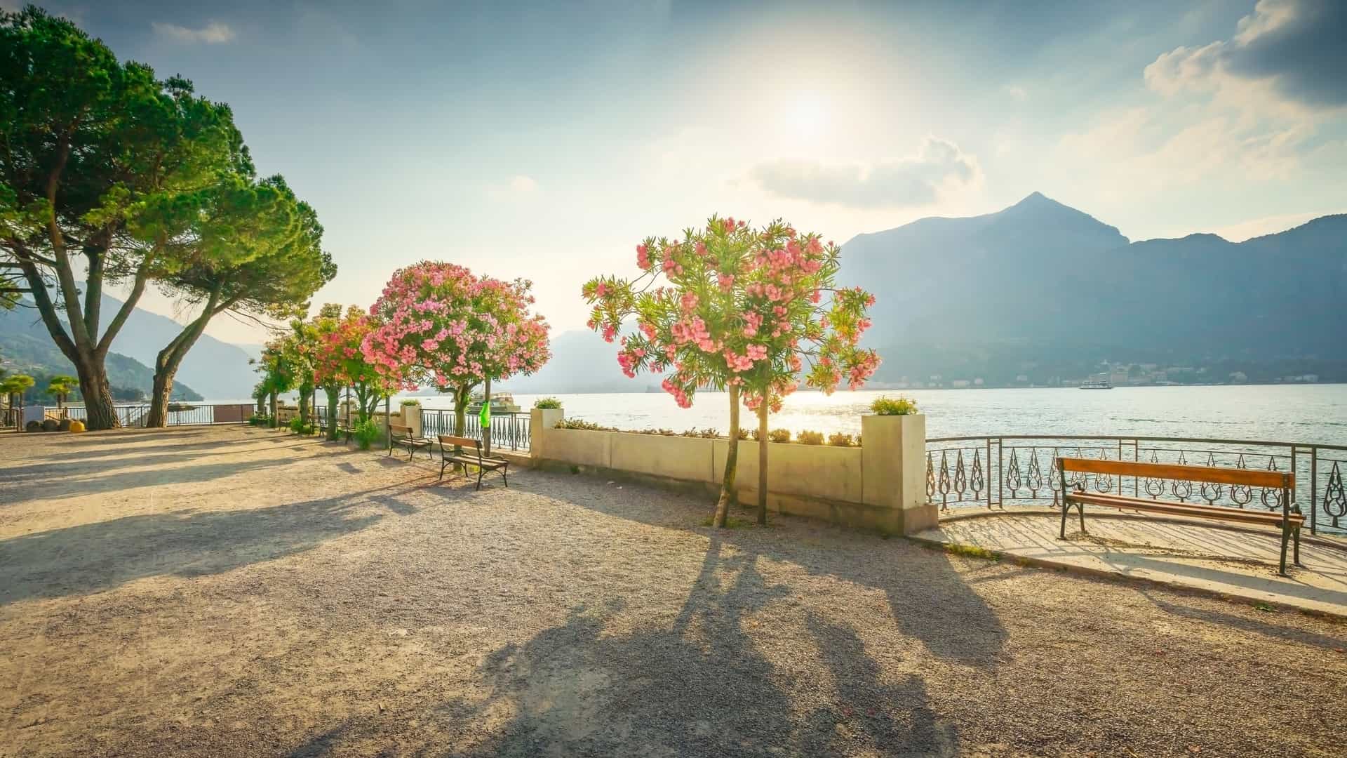 A wide view of a scenic lakeside promenade on Lake Como in Cernobbio, Italy, featuring a solitary wooden bench positioned between two tall, manicured trees. This peaceful spot on the paved walkway overlooks the vast expanse of the lake, with distant mountains and a clear, blue sky completing the picturesque scene.