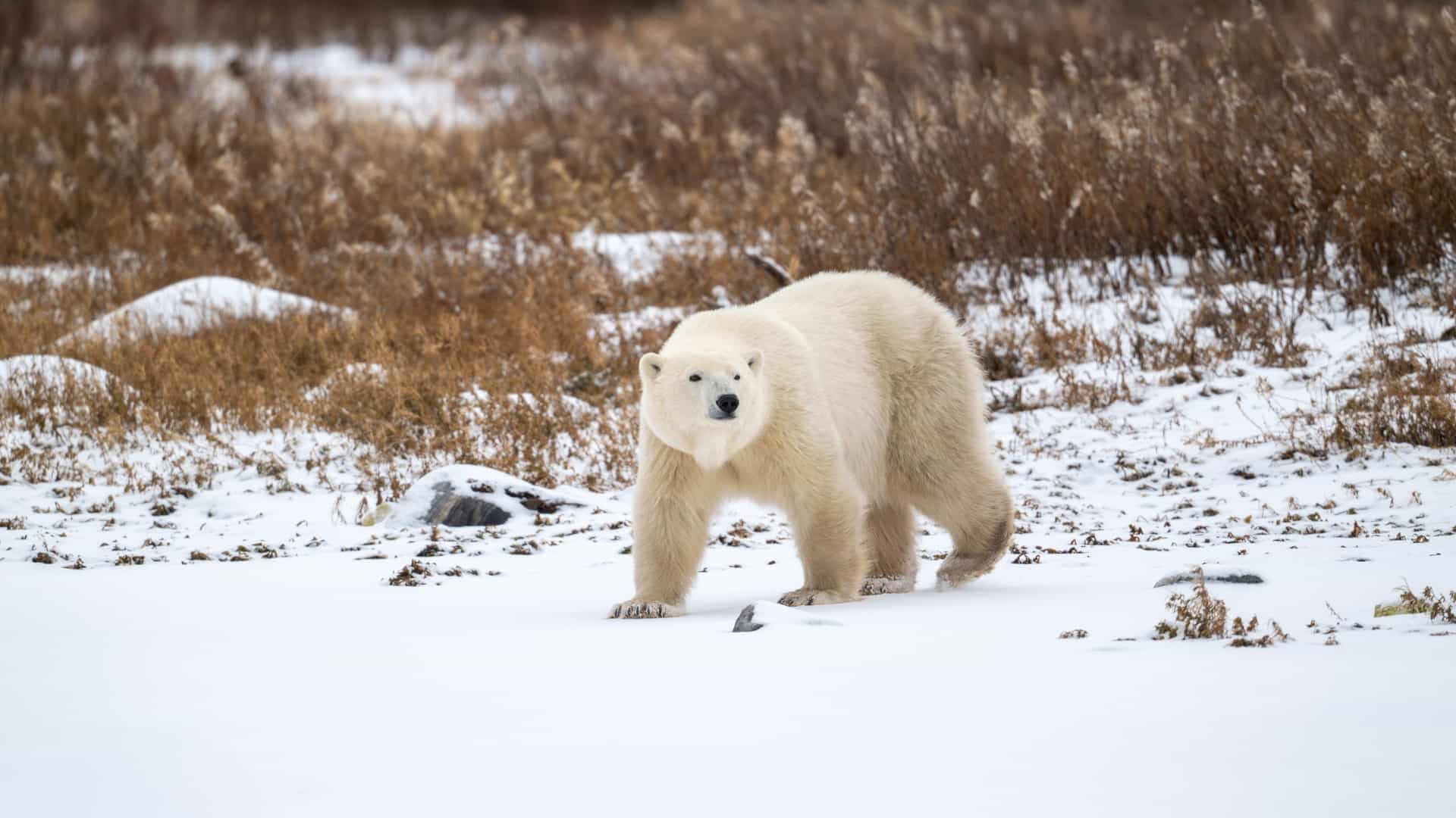 A large polar bear (Ursus maritimus) stands on the snow-covered, rocky ground near Churchill, Manitoba, Canada, the self-proclaimed "Polar Bear Capital of the World."