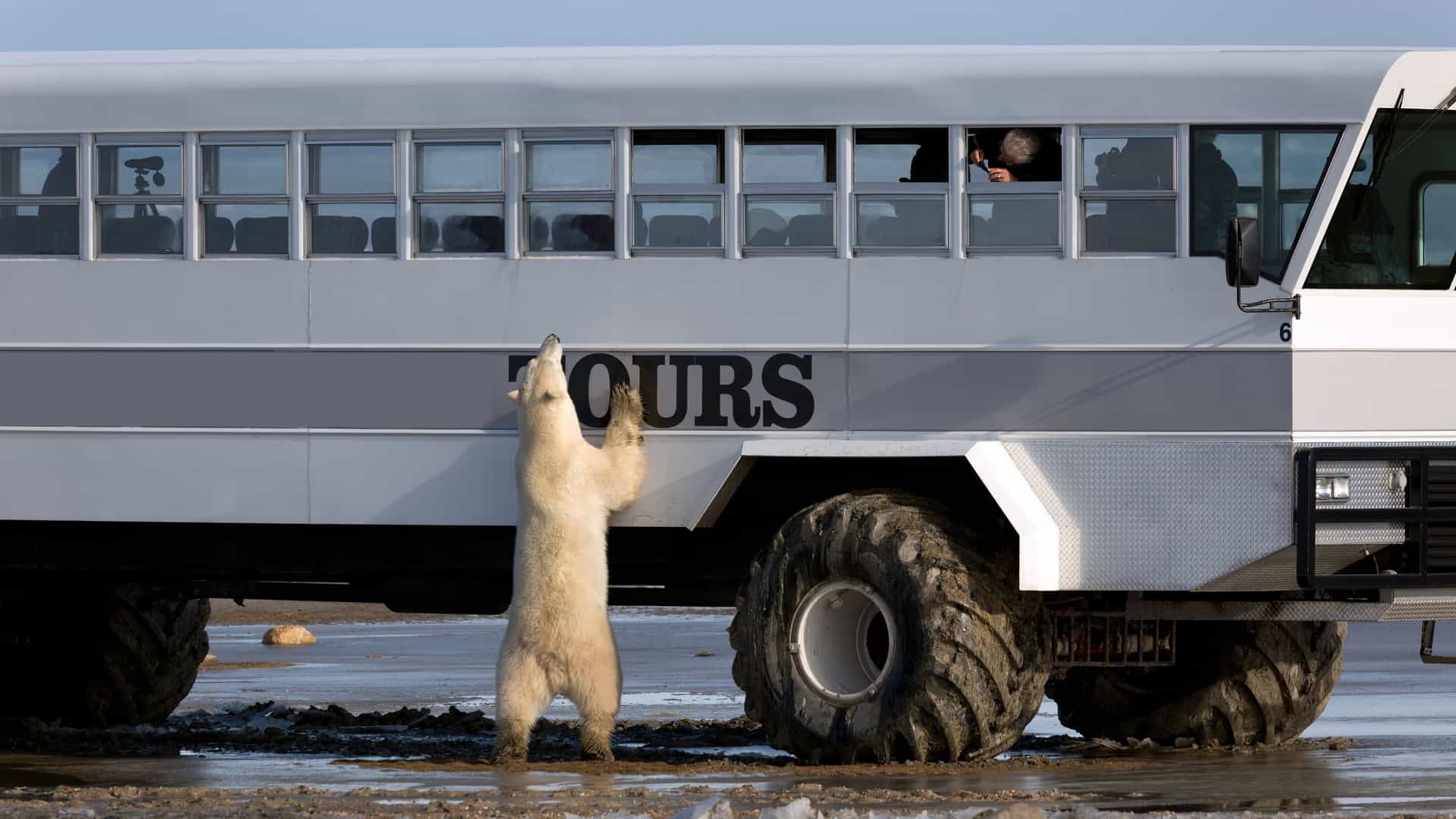 A majestic polar bear stands on the white, snowy tundra, looking up at a large, yellow "Tundra Buggy" vehicle, which is a specialized, elevated vehicle used for wildlife viewing in Churchill, Manitoba, Canada. The enormous scale of the vehicle is visible as the bear is positioned near one of its massive, all terrain tires.