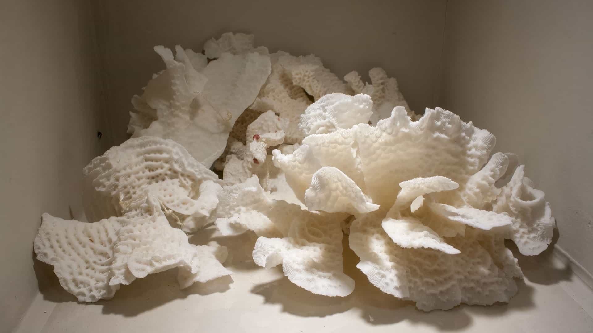 A detailed view of large pieces of white, bleached coral, including brain and plate coral formations, displayed under directed light within a plain white case. This exhibit is likely a specimen housed within the Cozumel Museum or a similar natural history collection.