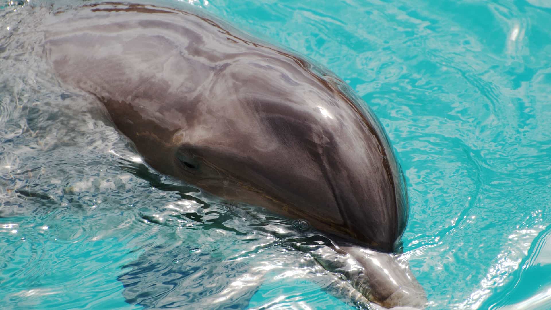 A tight, horizontal close up shot of a bottlenose dolphin swimming just beneath the surface of the clear, turquoise water in Cozumel, Mexico. The dolphin is captured in motion, with its sleek gray body visible, and its mouth curved in a characteristic "smile" above a wake of sparkling water.