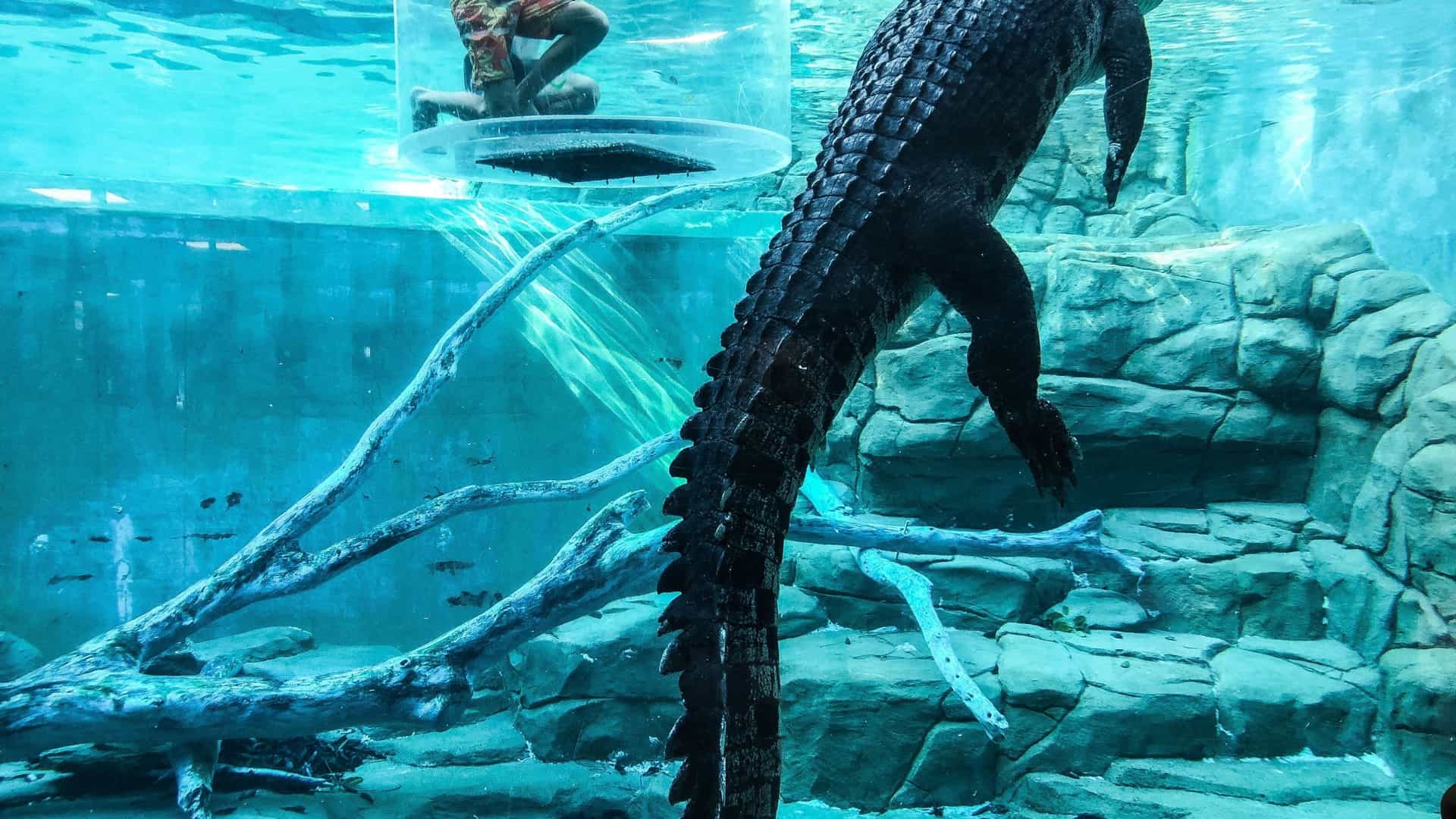 A dramatic underwater photo at Crocosaurus Cove in Darwin, Australia, showing a large, dark Saltwater Crocodile swimming past the clear acrylic "Cage of Death" cylindrical enclosure. A person is visible sitting inside the cage in the upper left, providing scale to the immense reptile whose tail dominates the right side of the frame.