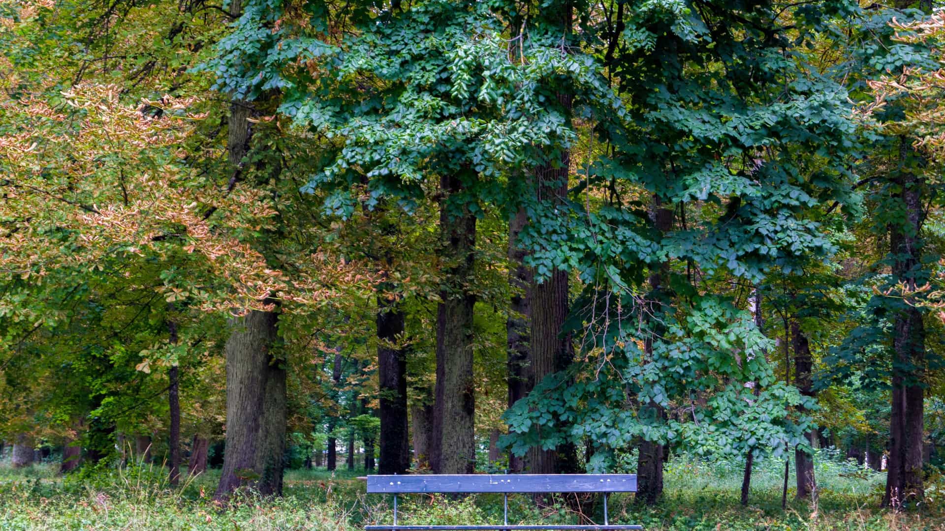 A serene landscape photograph capturing the lush, dense green forest of the Parc de la Combe à la Serpent in Dijon, France, showcasing a peaceful natural hiking area.
