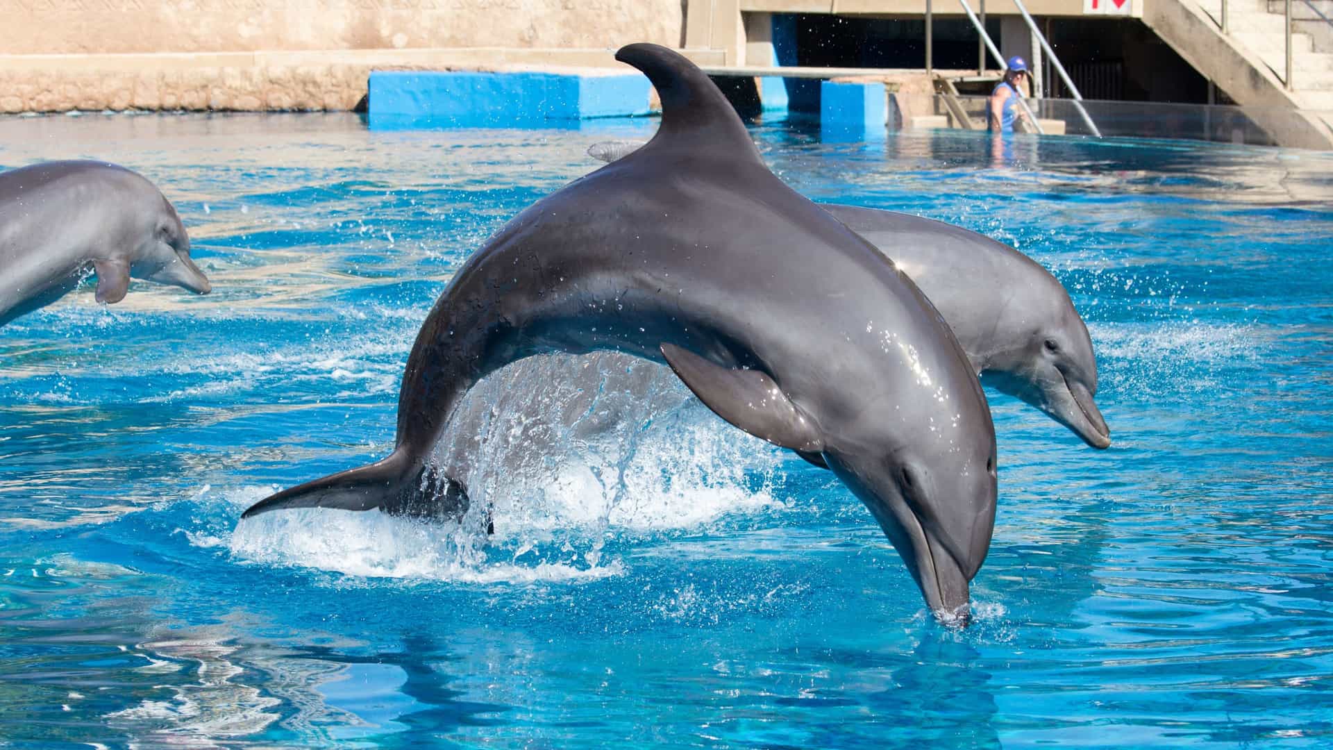 Two dolphins are captured mid-air as they jump and perform a trick over the water, characteristic of the marine animal shows held at uShaka Marine World in Durban, South Africa.