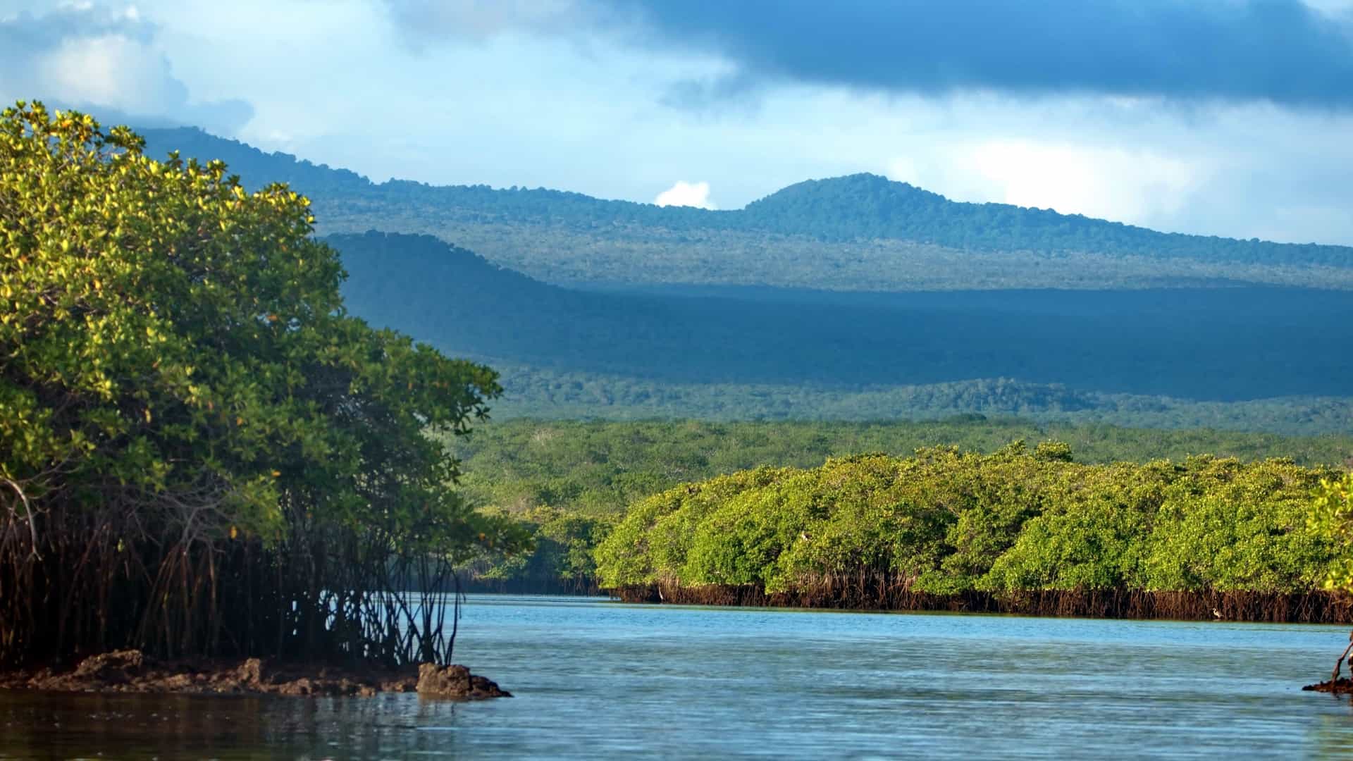 A natural landscape of a dense, green mangrove forest growing in the still, dark water of Caleta Tortuga Negra on Baltra Island in the Galapagos, Ecuador. Behind the mangroves, dark, rolling volcanic mountains rise up under a bright sky.